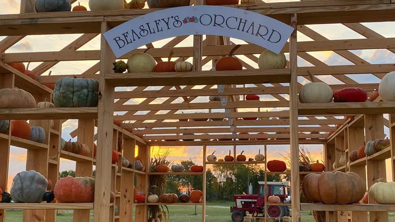 Beasley's apple orchard and pumpkin patch at dusk