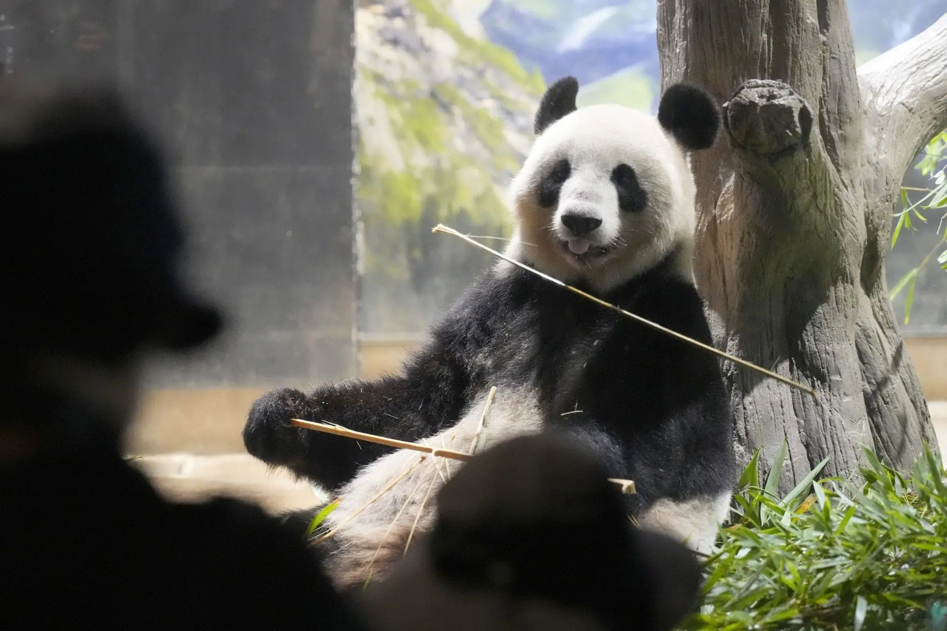 Visitors watch the giant panda Shin Shin at Ueno Zoo, a day before giant panda couple Ri Ri and Shin Shin's return to China, Saturday, Sept. 28, 2024, in Tokyo. (AP Photo/Eugene Hoshiko)