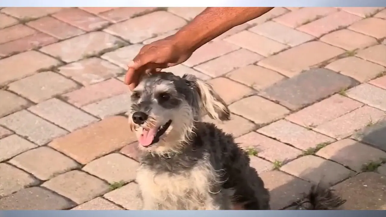 A Florida woman hit a dog with her car and couldn’t figure out where it went, until she heard barking from her car’s bumper hours later. She discovered the little pup was trapped under the bumper cover. (Provided photo/WSVN via CNN Newsource)