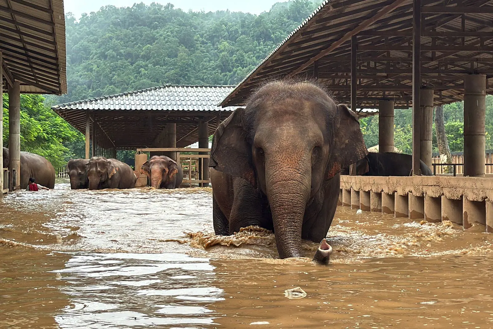 Rescue workers evacuate animals to higher ground at Elephant Nature Park after severe flooding caused the nearby river to overflow in Chiang Mai, Thailand. (Provided Photo/Elephant Nature Park via CNN Newsource)