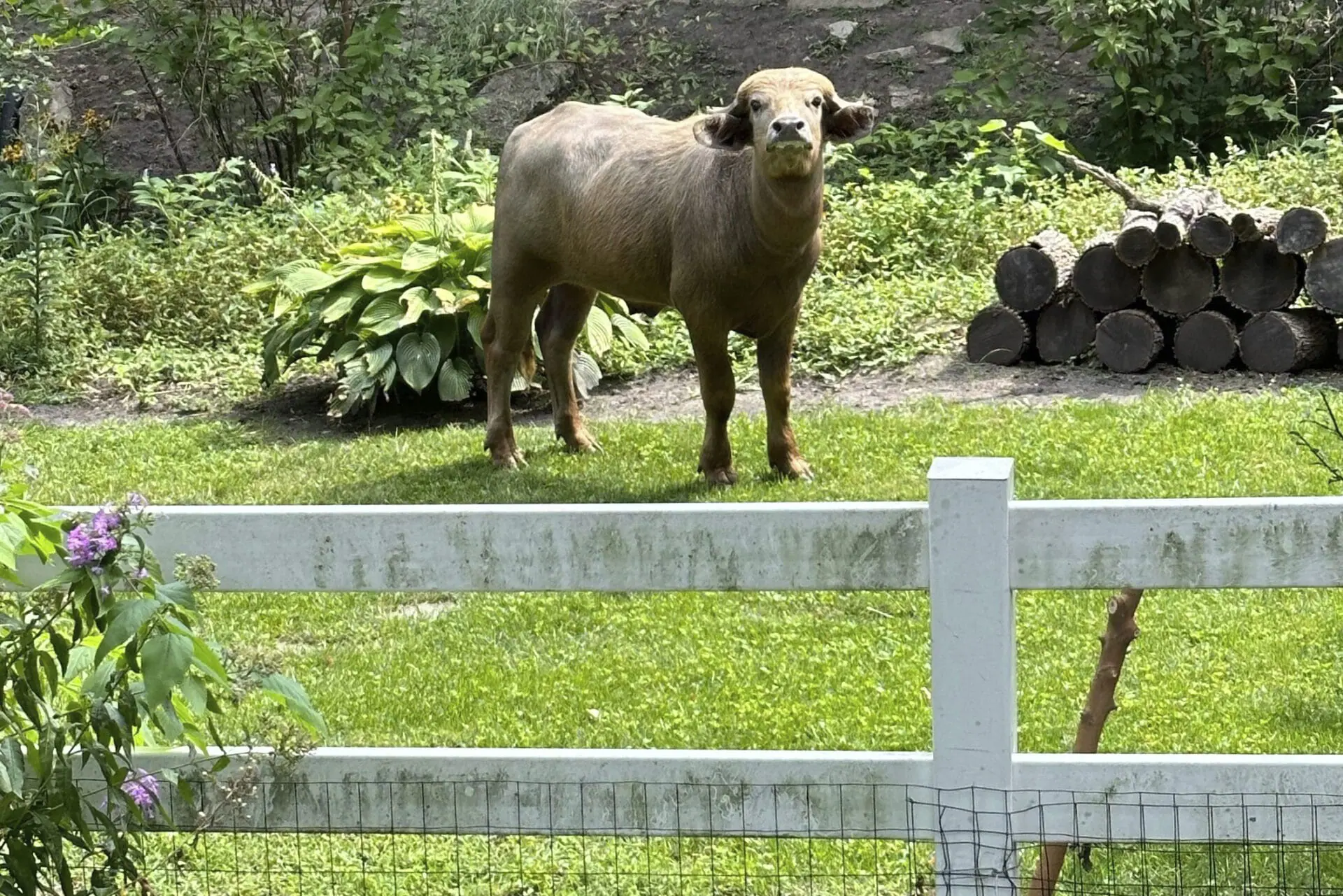 An escaped water buffalo on the lam from police looks on Aug. 24, 2024, in the Des Moines suburb of Pleasant Hill, Iowa. (Madison Pottebaum via AP, File)