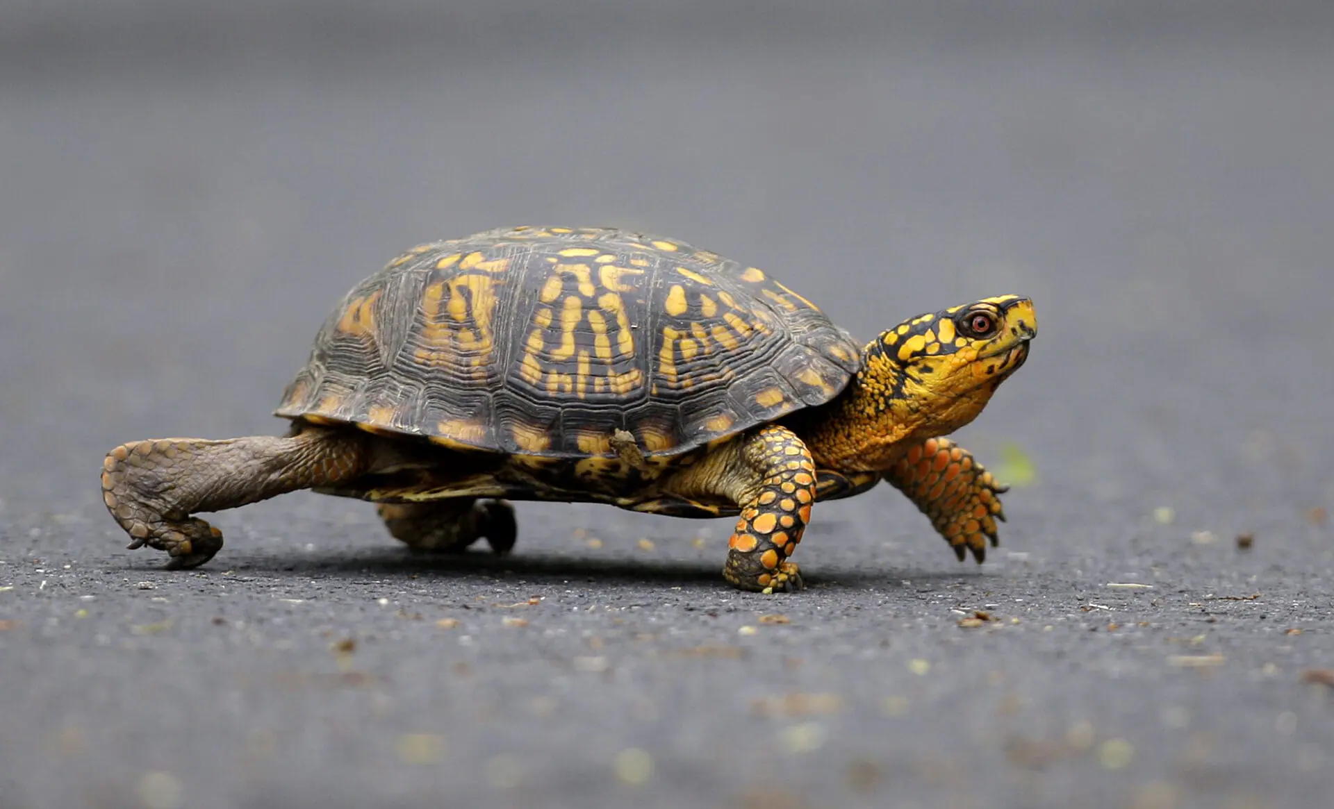 A male Eastern Box Turtle moves across a path at Wildwood Lake Sanctuary in Harrisburg, Pa., May, 2, 2009. (AP Photo/Carolyn Kaster, File)