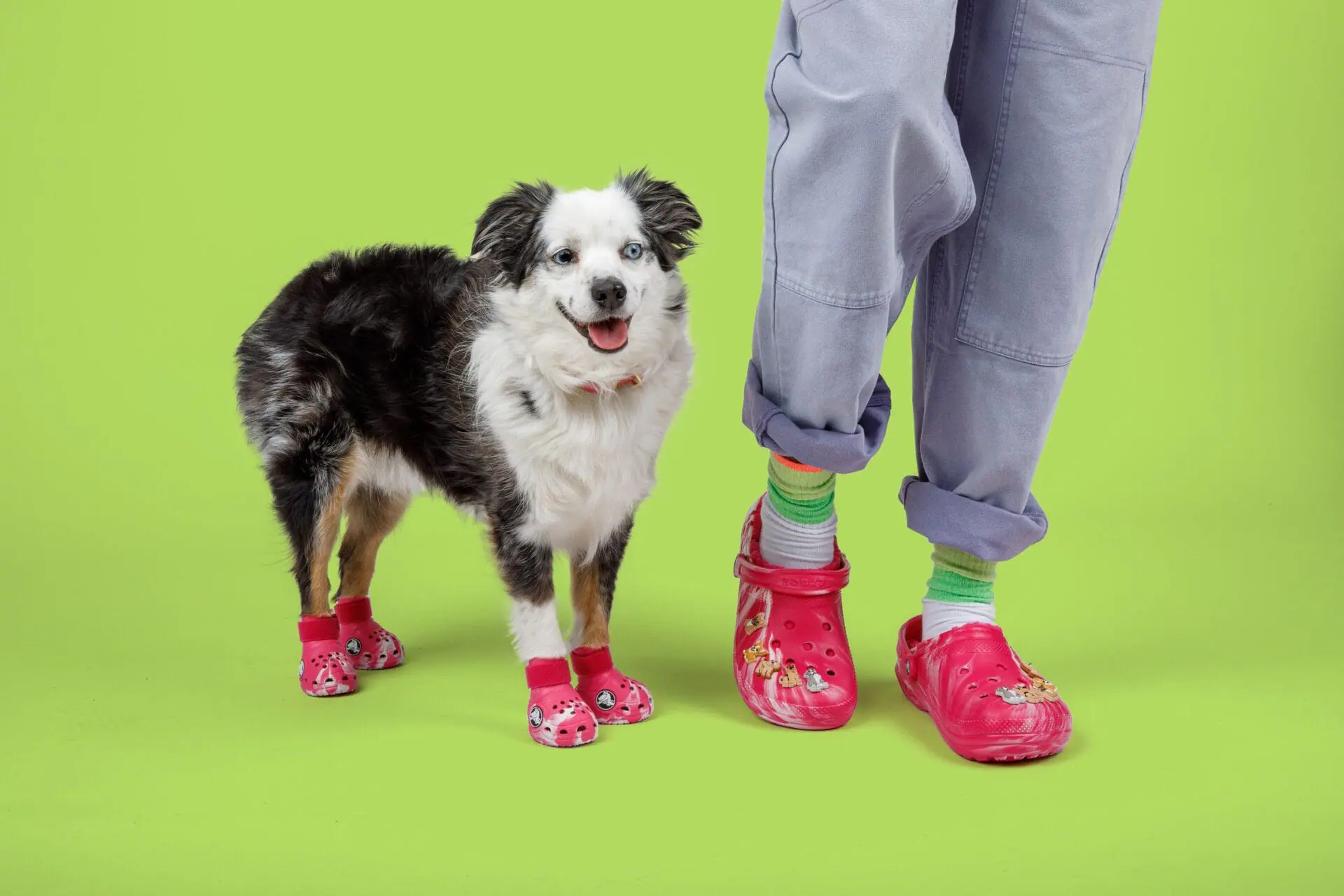 This month, Crocs is releasing a line of clogs for dogs. (Provided Photo/Crocs via CNN Newsource)