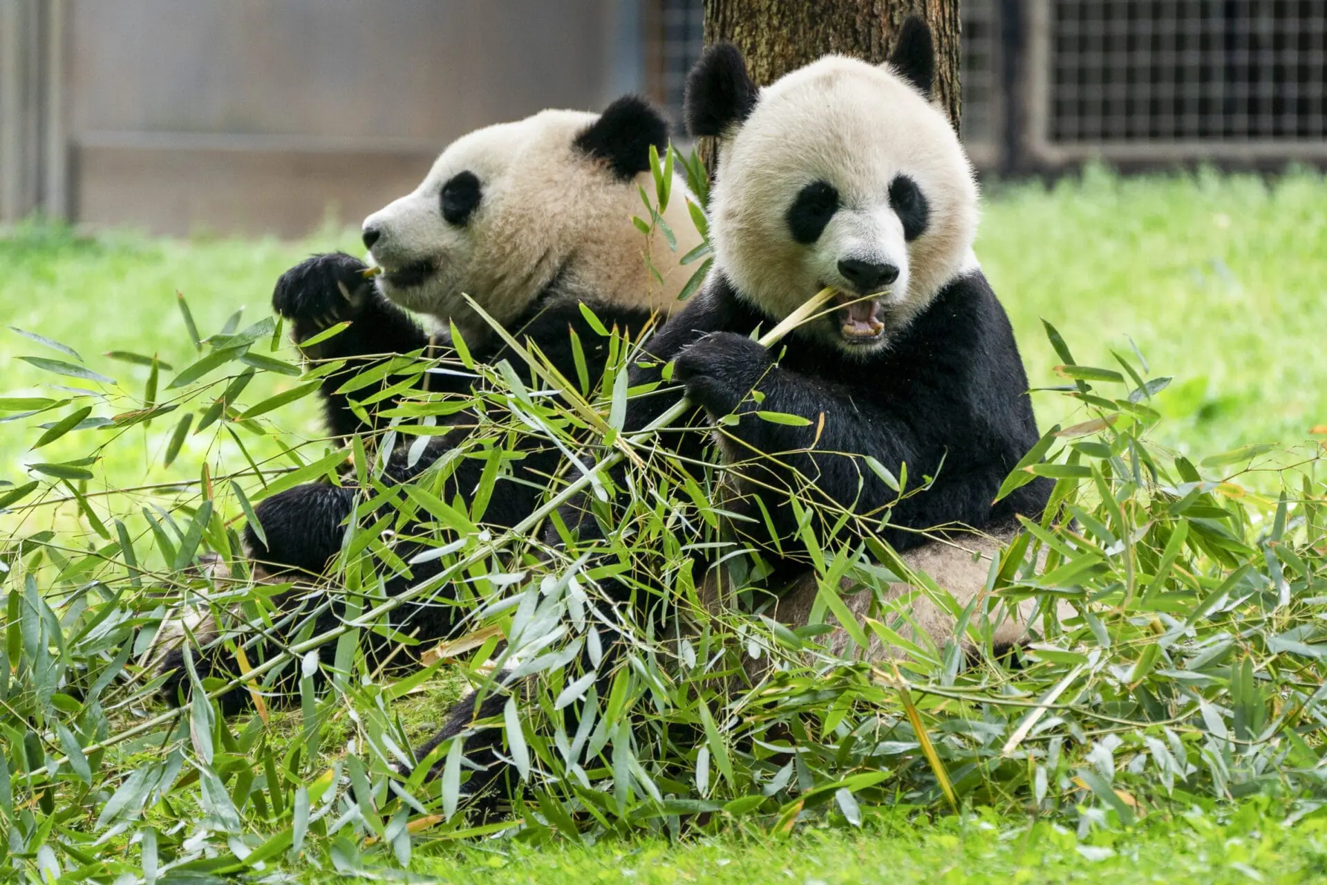 Giant pandas eat bamboo at the Smithsonian's National Zoo, May 4, 2022, in Washington. (AP Photo/Jacquelyn Martin, File)