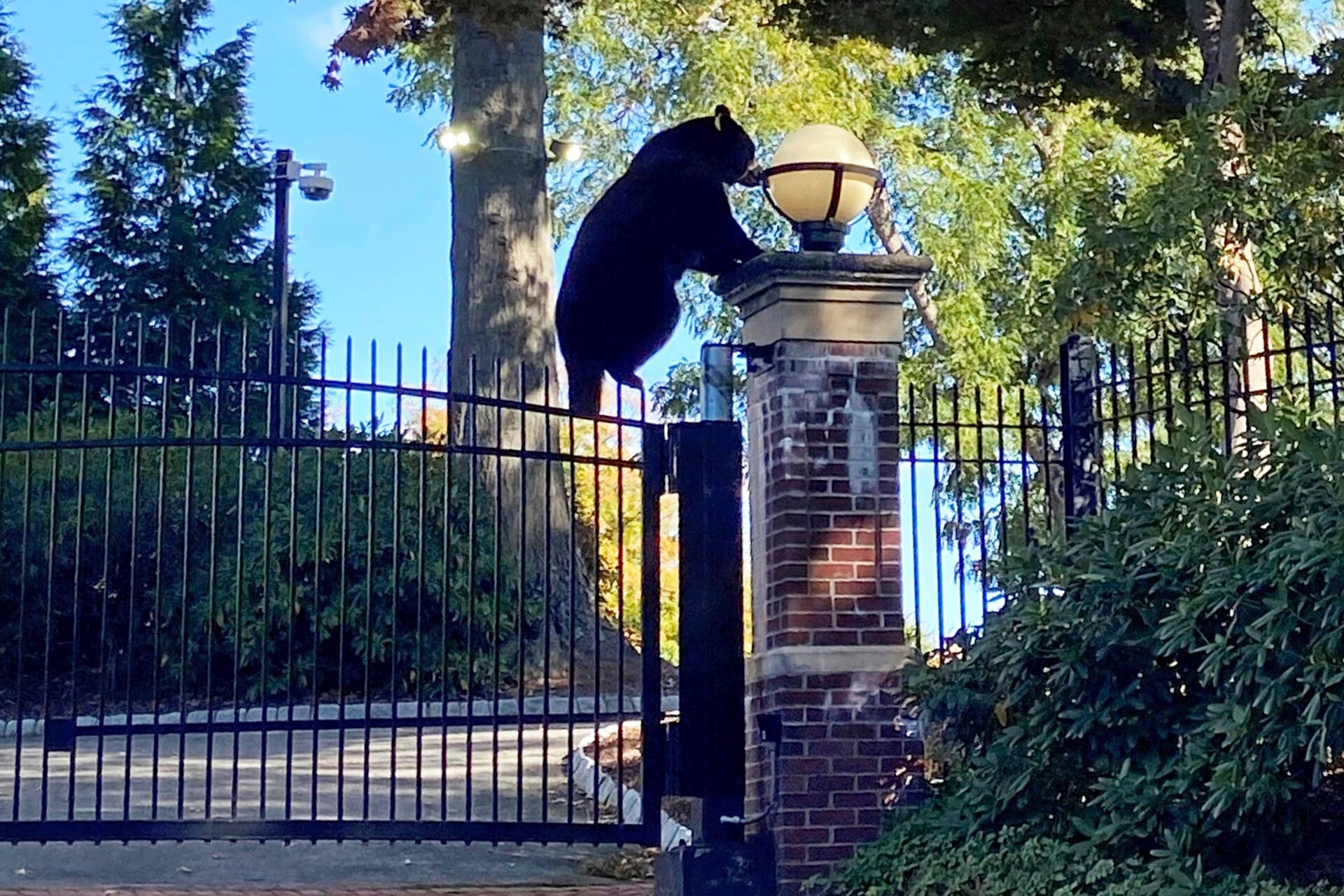 Witnesses can bear-ly believe the surprise visitor at Connecticut governor's estate