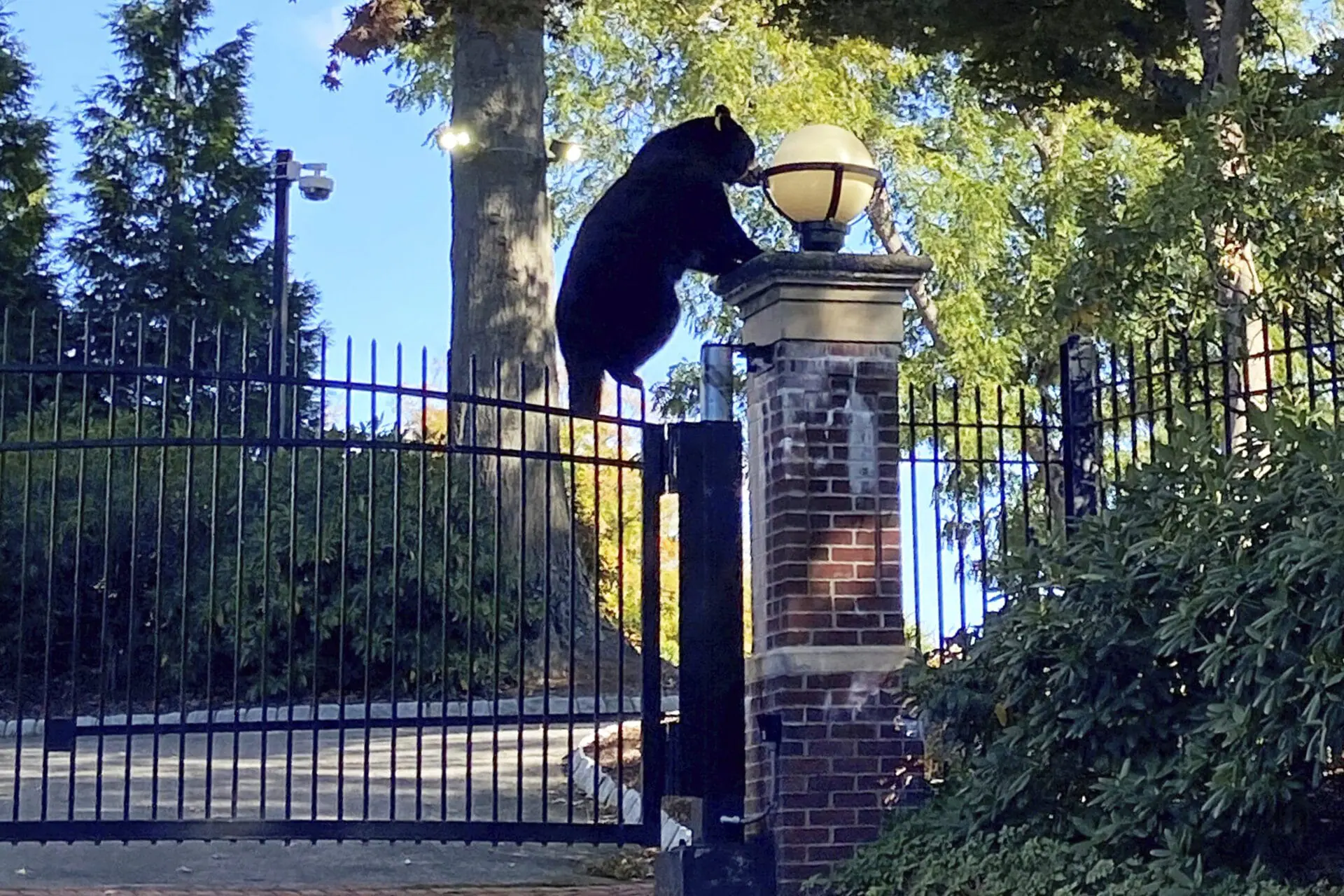 This Oct. 5, 2024 photo shows a black bear climbing the gate of the Governor's Residence, in Hartford, Conn. (Courtesy of Joanna Kornafel via AP)