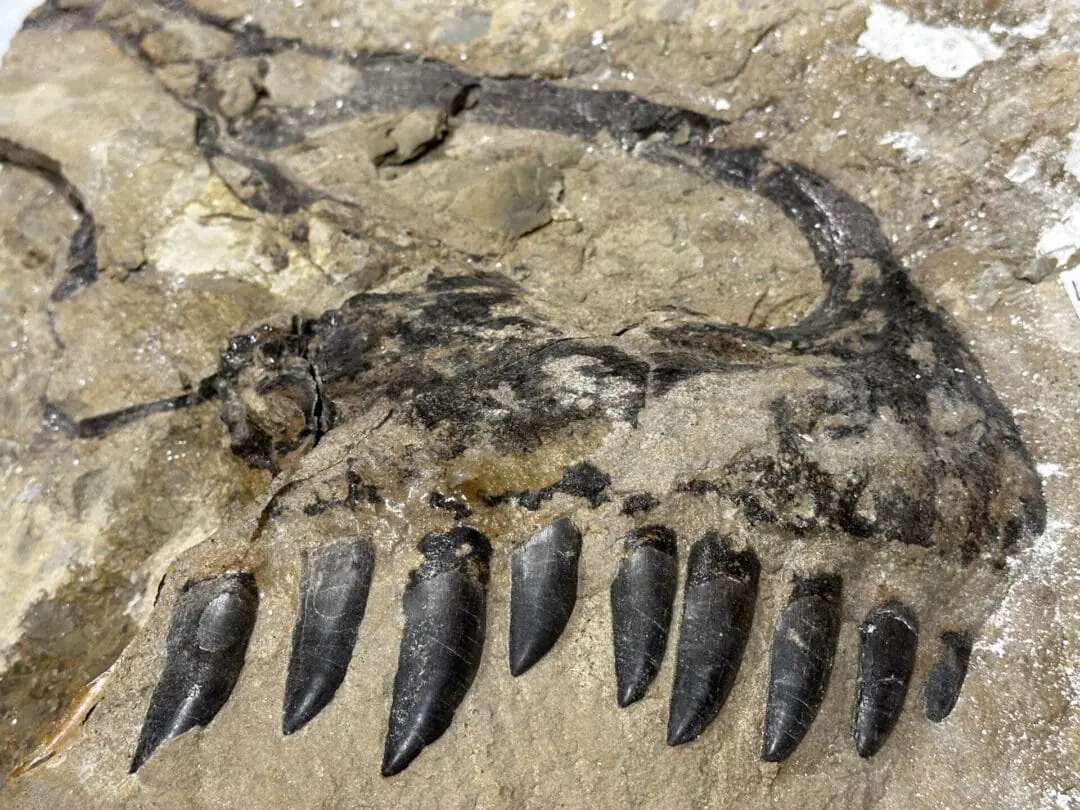 Intact Allosaurus snout and teeth, as found by Children's Museum of Indianapolis team at dig site in Wyoming. (Provide Photo./Children's Museum of Indianapolis)