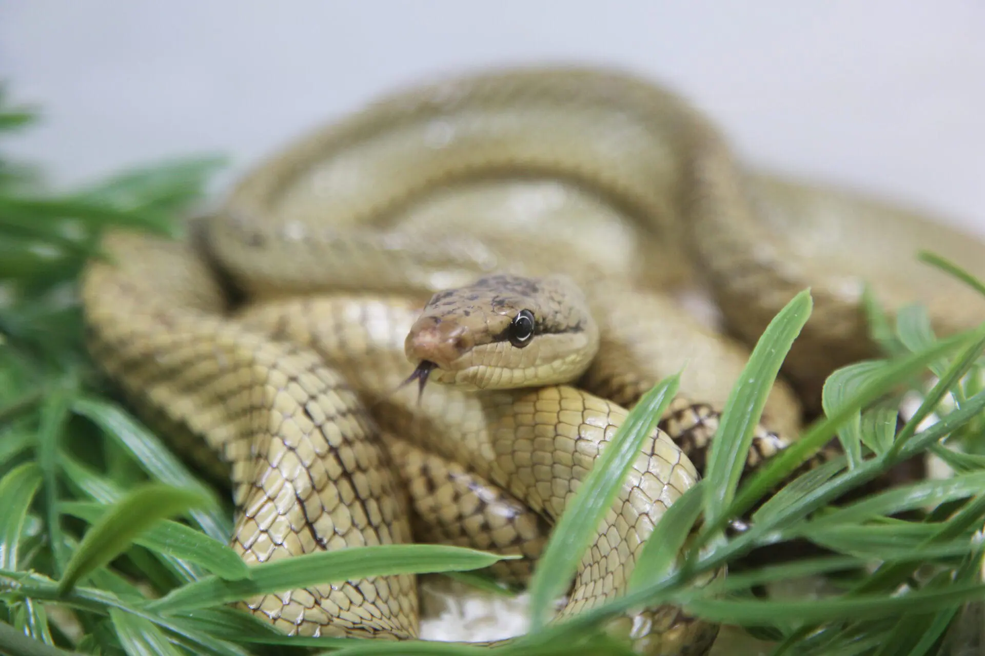 Celebes ratsnake (not a picture of the snake found in the dugout). (Provided Photo/Gonyosoma jansenii) displayed in Mississauga, Ontario, Canada, on May 07, 2023. This snake was specially bead to give it it's unique color. (Photo by Creative Touch Imaging Ltd./NurPhoto via Getty Images)