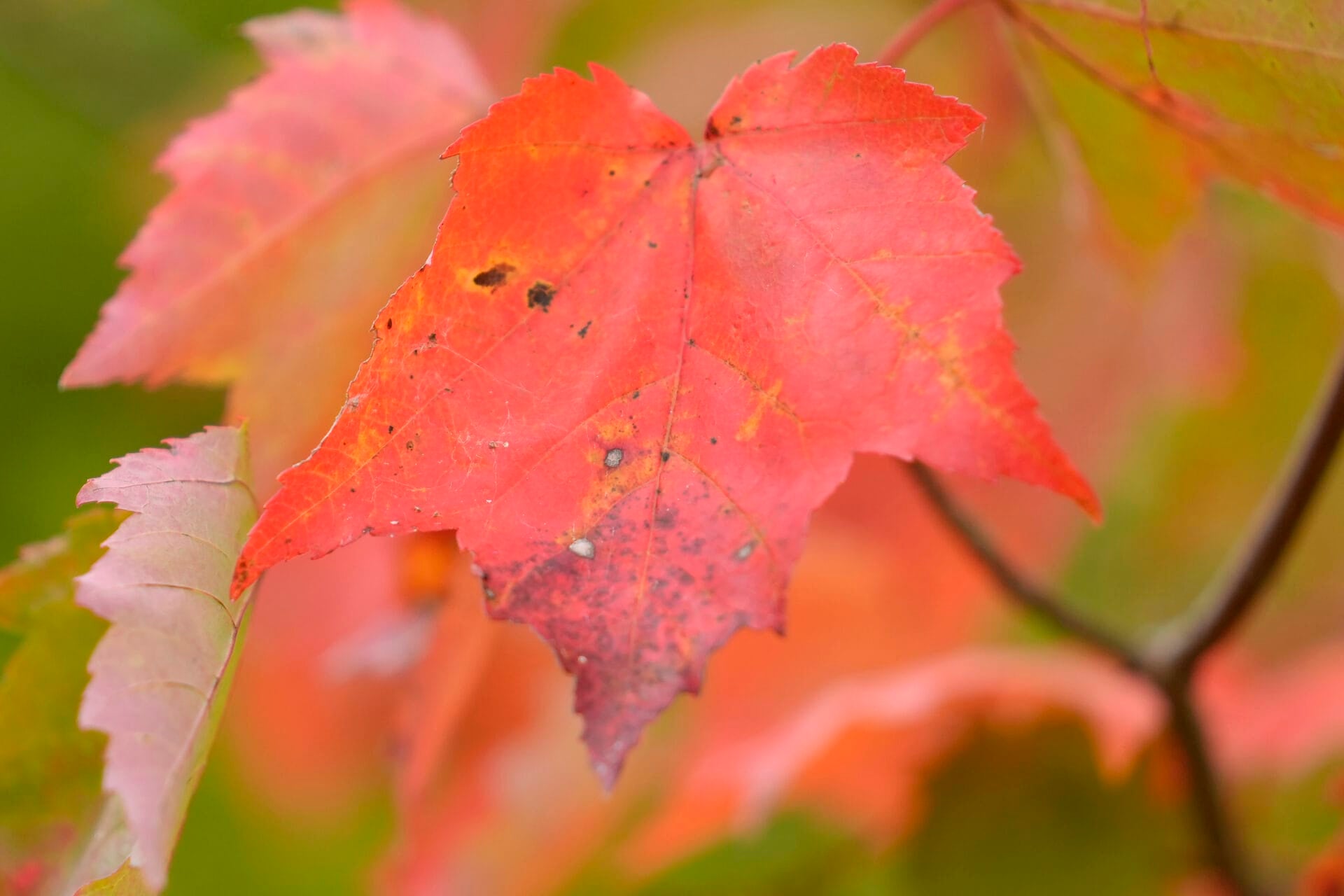 Leaves display bright colors near Lake Waukewan, in Meredith, N.H., Wednesday, Oct. 2, 2024. (AP Photo/Steven Senne)