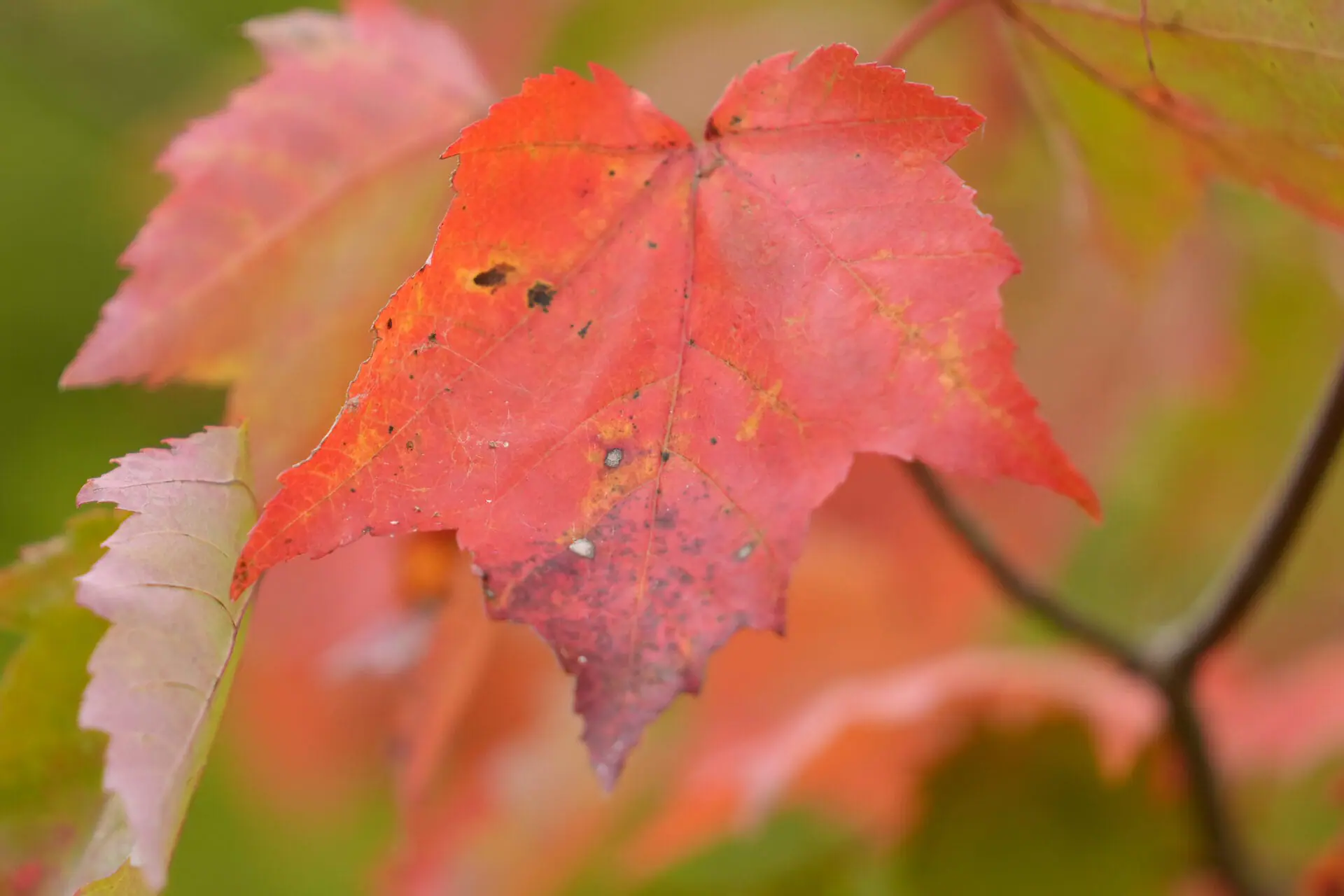 Leaves display bright colors near Lake Waukewan, in Meredith, N.H., Wednesday, Oct. 2, 2024. (AP Photo/Steven Senne)