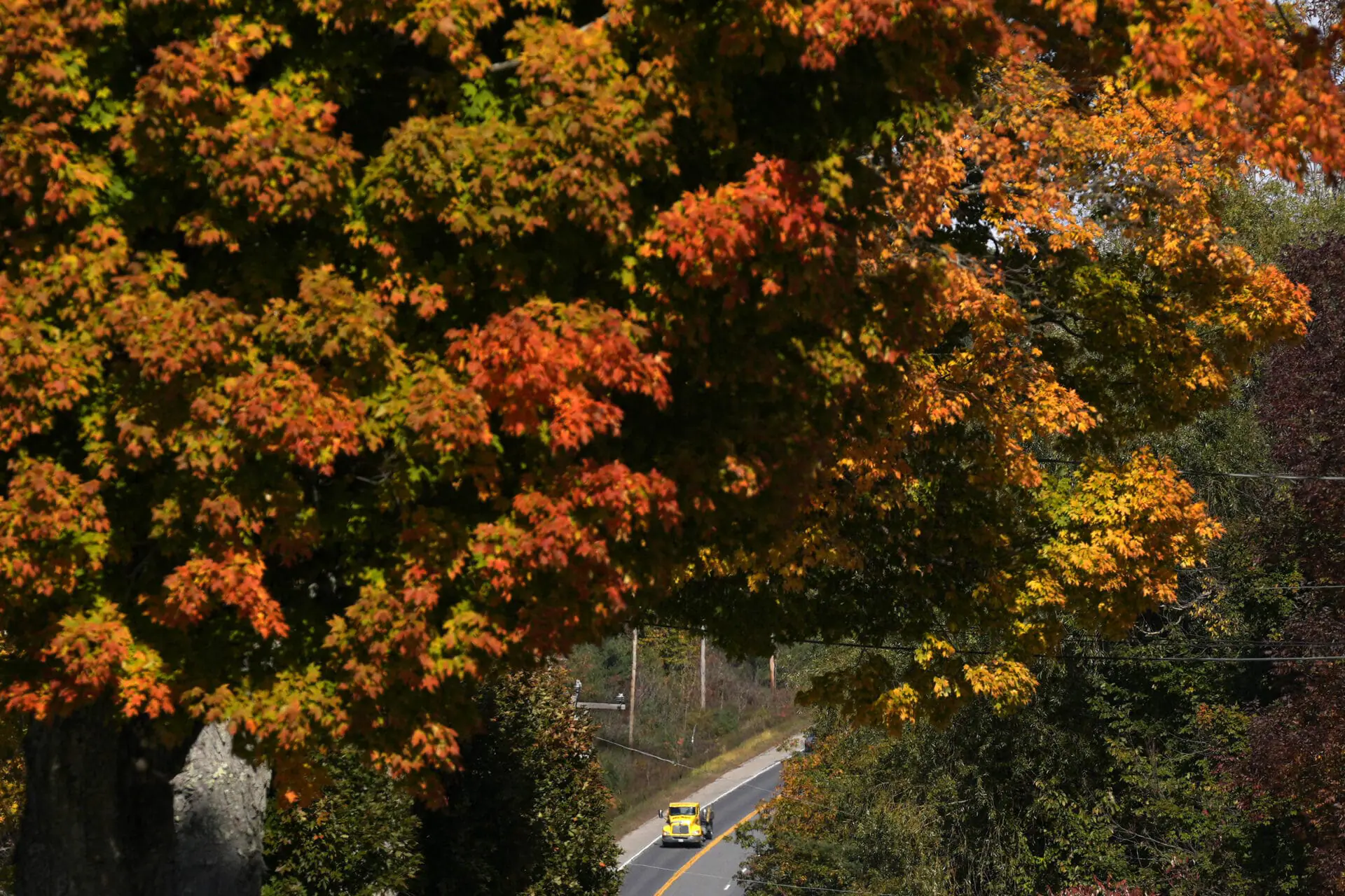 A maple tree shows its fall colors, Tuesday, October. 15, 2024, in New Gloucester, Maine. (AP Photo/Robert F. Bukaty)