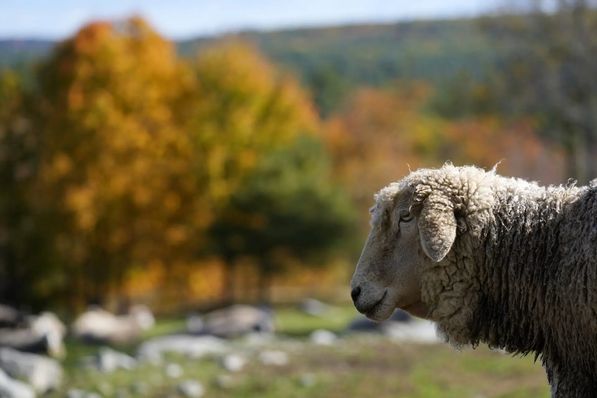 A sheep walks through pasture at Shaker Village where hardwood trees are showing their fall colors, Tuesday, October. 15, 2024, in New Gloucester, Maine. (AP Photo/Robert F. Bukaty)