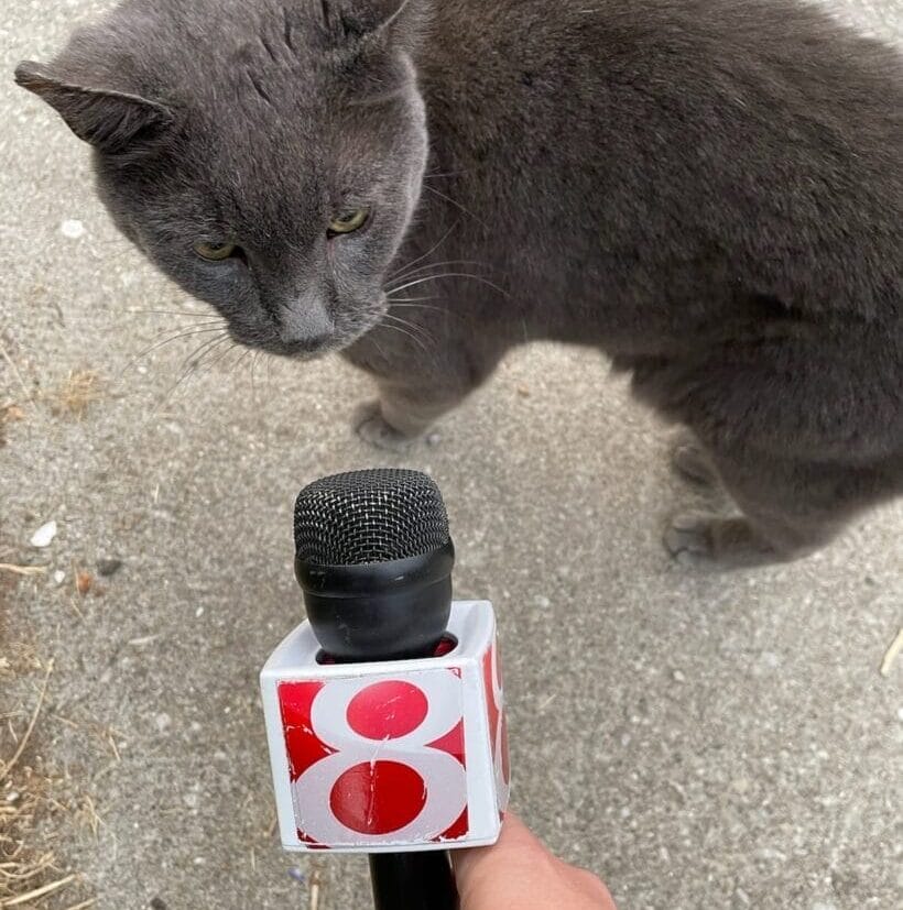 In celebration of Global Cat Day, members of the WISH-TV Daybreak family shared their favorite cat photos! (WISH Photo)