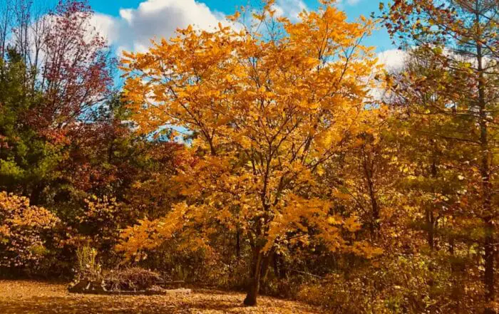 Fall Foliage on ‘Out and About with Barney’