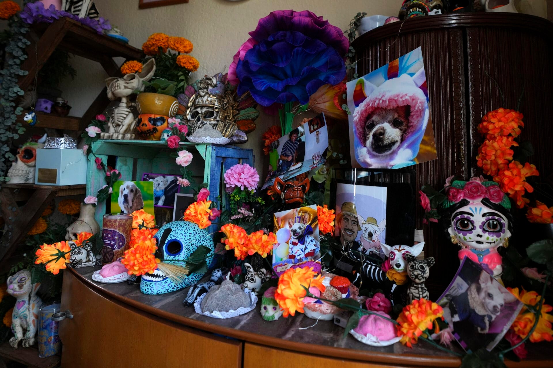 A Day of the Dead altar celebrating the memory of Taco, Meztli Lizaola's pet Chihuahua, sits on a wooden piece of furniture, installed in a corner of her living room in Mexico City, Wednesday, Oct. 30, 2024. (AP Photo/Fernando Llano)