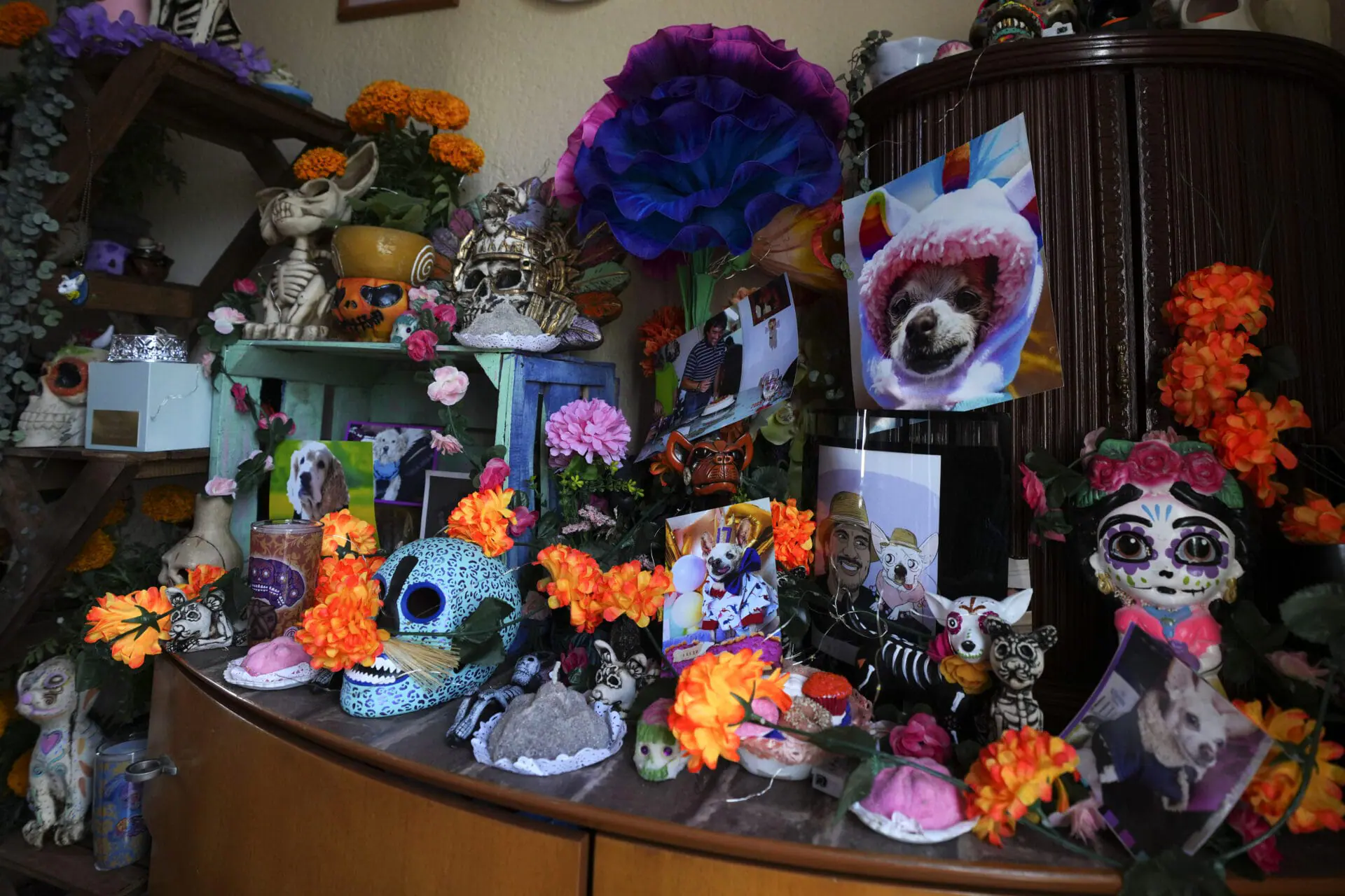 A Day of the Dead altar celebrating the memory of Taco, Meztli Lizaola's pet Chihuahua, sits on a wooden piece of furniture, installed in a corner of her living room in Mexico City, Wednesday, Oct. 30, 2024. (AP Photo/Fernando Llano)