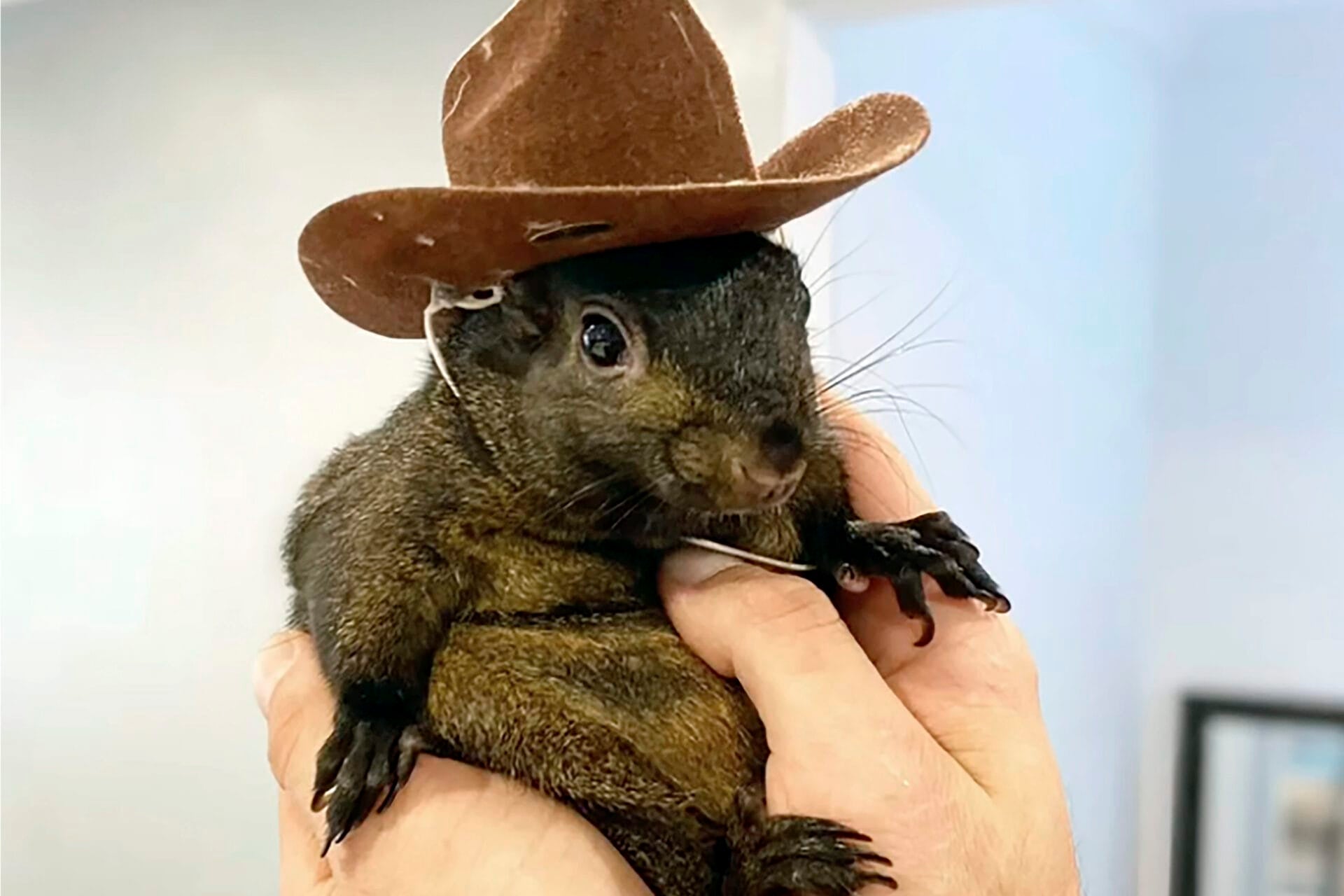 This undated image provided by Mark Longo shows his pet squirrel Peanut that was seized by officers from the state Department of Environmental Conservation, at Longo's home in rural Pine City, N.Y., Oct. 30, 2024. (Courtesy Mark Longo via AP, File)