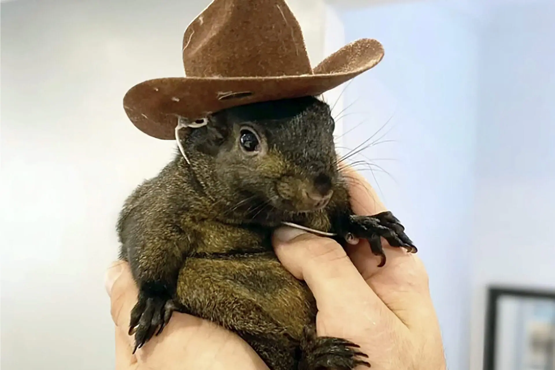 This undated image provided by Mark Longo shows his pet squirrel Peanut that was seized by officers from the state Department of Environmental Conservation, at Longo's home in rural Pine City, N.Y., Oct. 30, 2024. (Courtesy Mark Longo via AP, File)