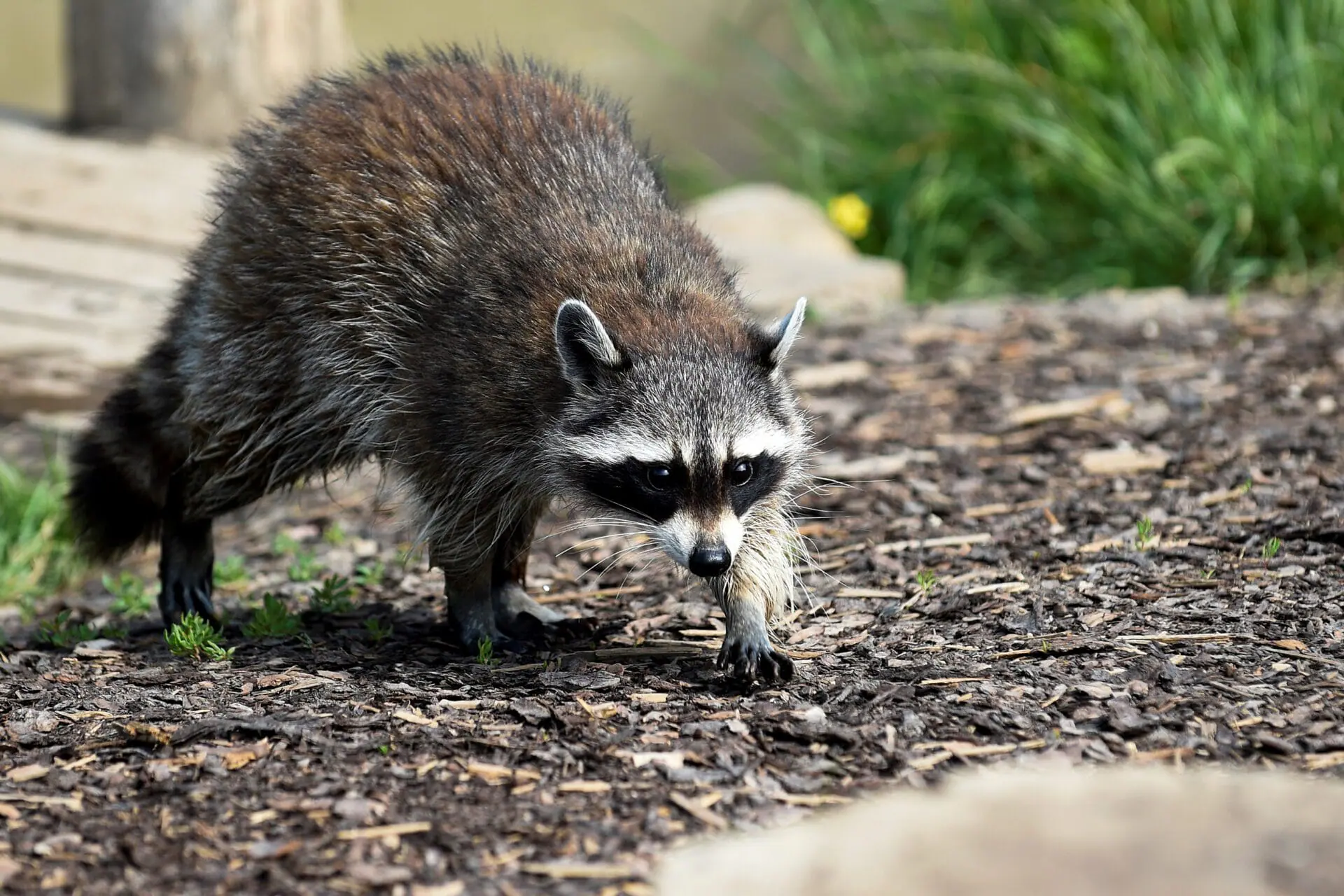 A racoon walks in its enclosure at the animal park of Sainte-Croix, in Rhodes, eastern France, on May 28, 2020. (Not the raccoon who ran amok in LaGaurdia Airport) | (Photo by JEAN-CHRISTOPHE VERHAEGEN / AFP) (Photo by JEAN-CHRISTOPHE VERHAEGEN/AFP via Getty Images)