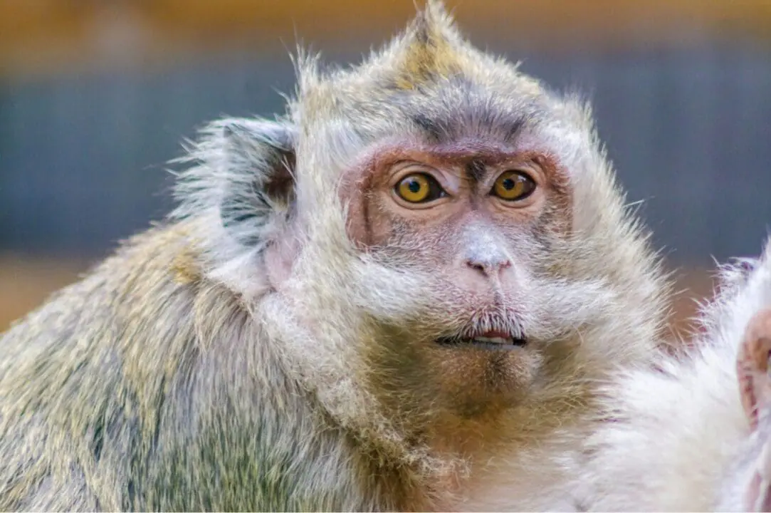 A police chief in South Carolina says there is no “almost no danger” to the public after 43 monkeys escaped from a compound used for medical research. Yemassee Police Chief Gregory Alexander says the monkeys from the Alpha Genesis faculty aren't infected with any diseases and are harmless and probably skittish. (Photo by Alpha Genesis via Facebook)