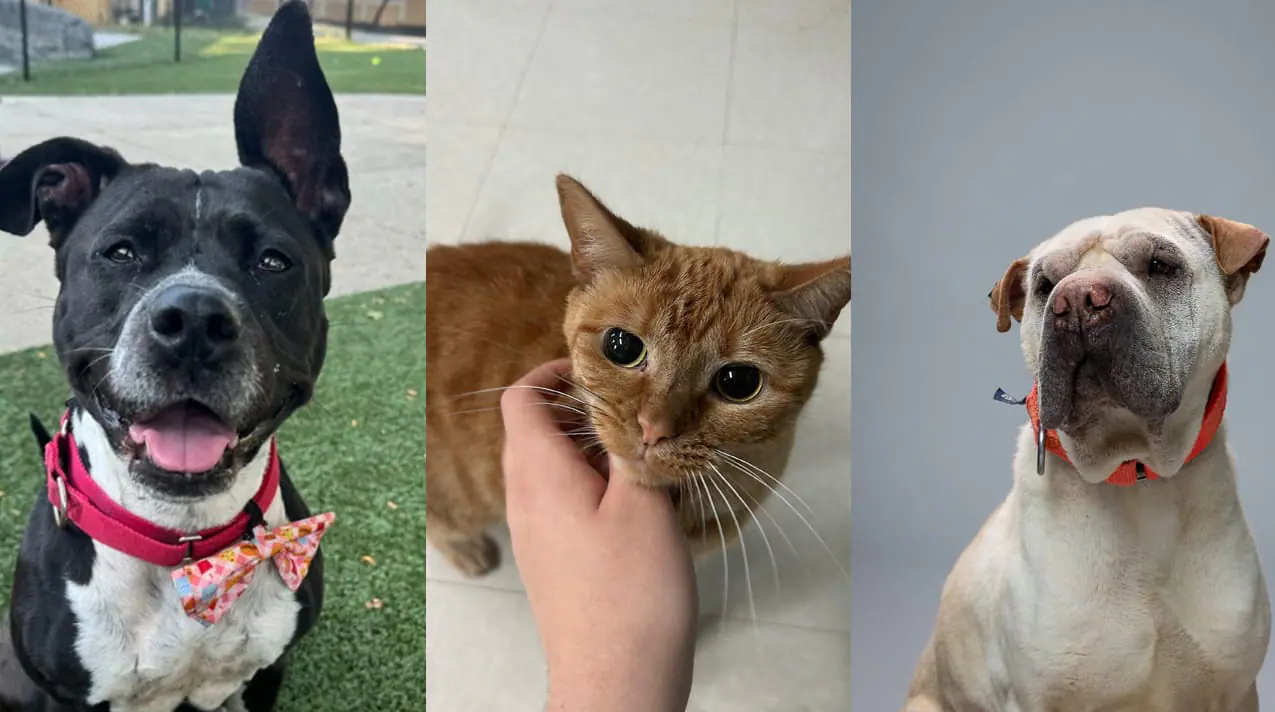 Cookie (left), Parker (center), and Magic (right). All three animals are up for adoption at IndyHumane. (Provided Photos/IndyHumane via Facebook)