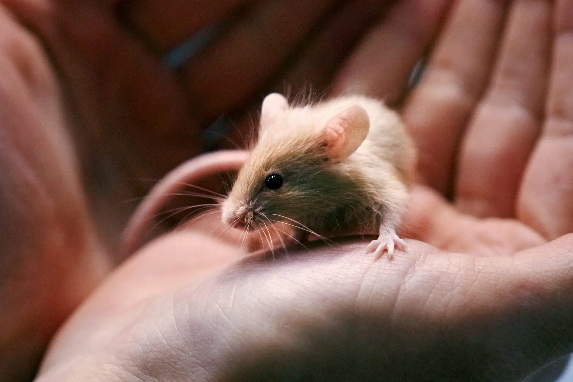 Adoption coordinator Lexi Giannopoulos cradles one of nearly 1,000 fancy mice that were surrendered at the New Hampshire SPCA, Friday, Nov. 15, 2024, in Stratham, N.H. (AP Photo/Charles Krupa)