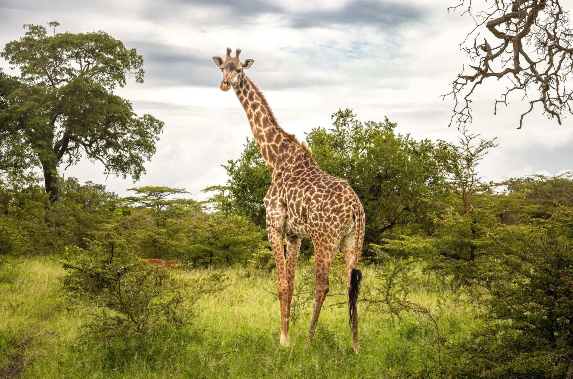 A female Masai giraffe and impala in Nyerere National Park in southern Tanzania. US officials proposed to list the Masai giraffe as a threatened species. (Photo by Andy Soloman/UCG/Universal Images Group/Getty Images via CNN Newsource)