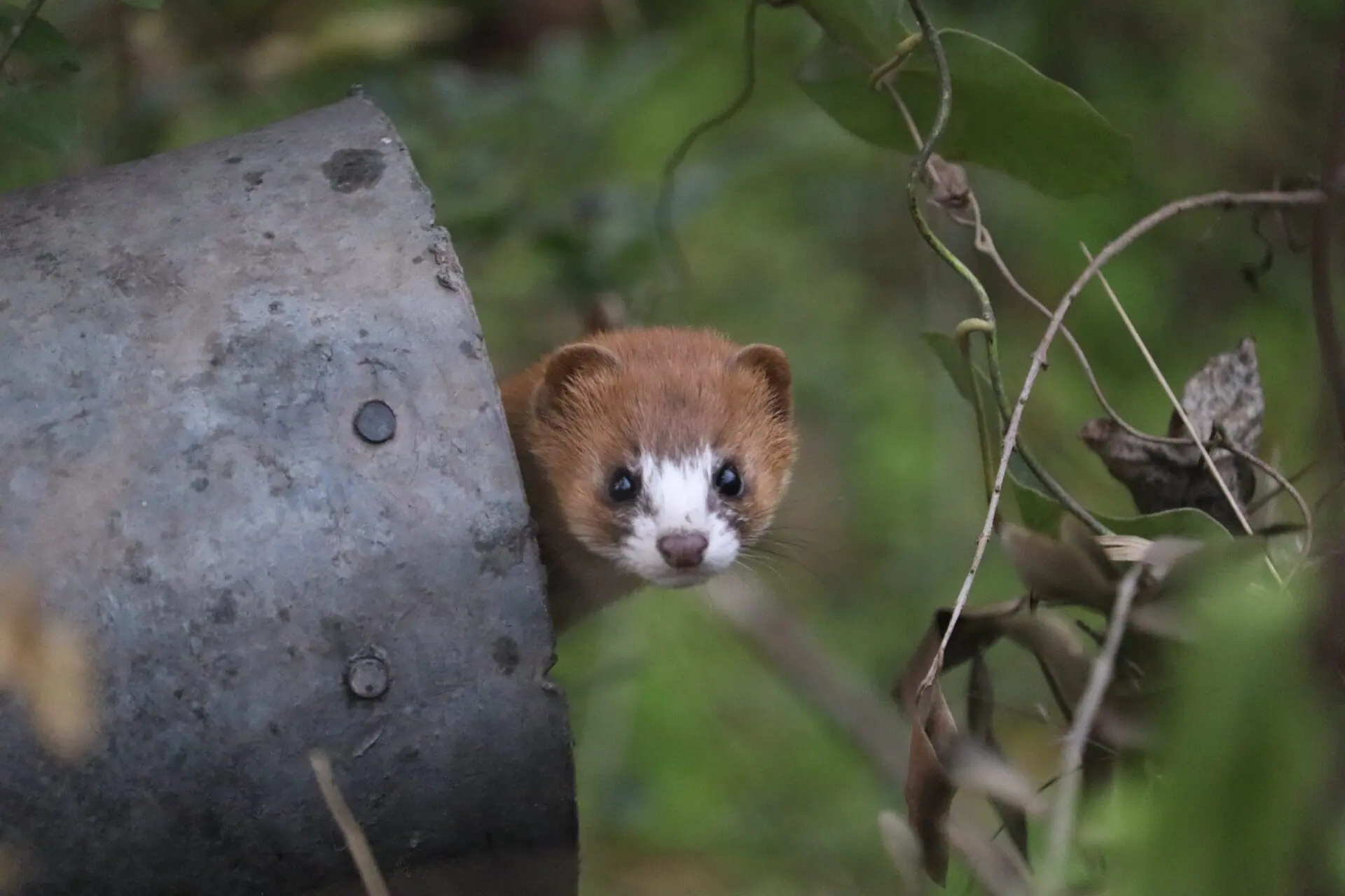 Rare sighting of a Siberian Weasel seen standing in a meadow in Poonch in Jammu and Kashmir on Monday January 23, 2023. (Not the weasel accused of stealing shoes in a Tokyo elementary school.) | (Photo by Nazim Ali Khan/NurPhoto via Getty Images)