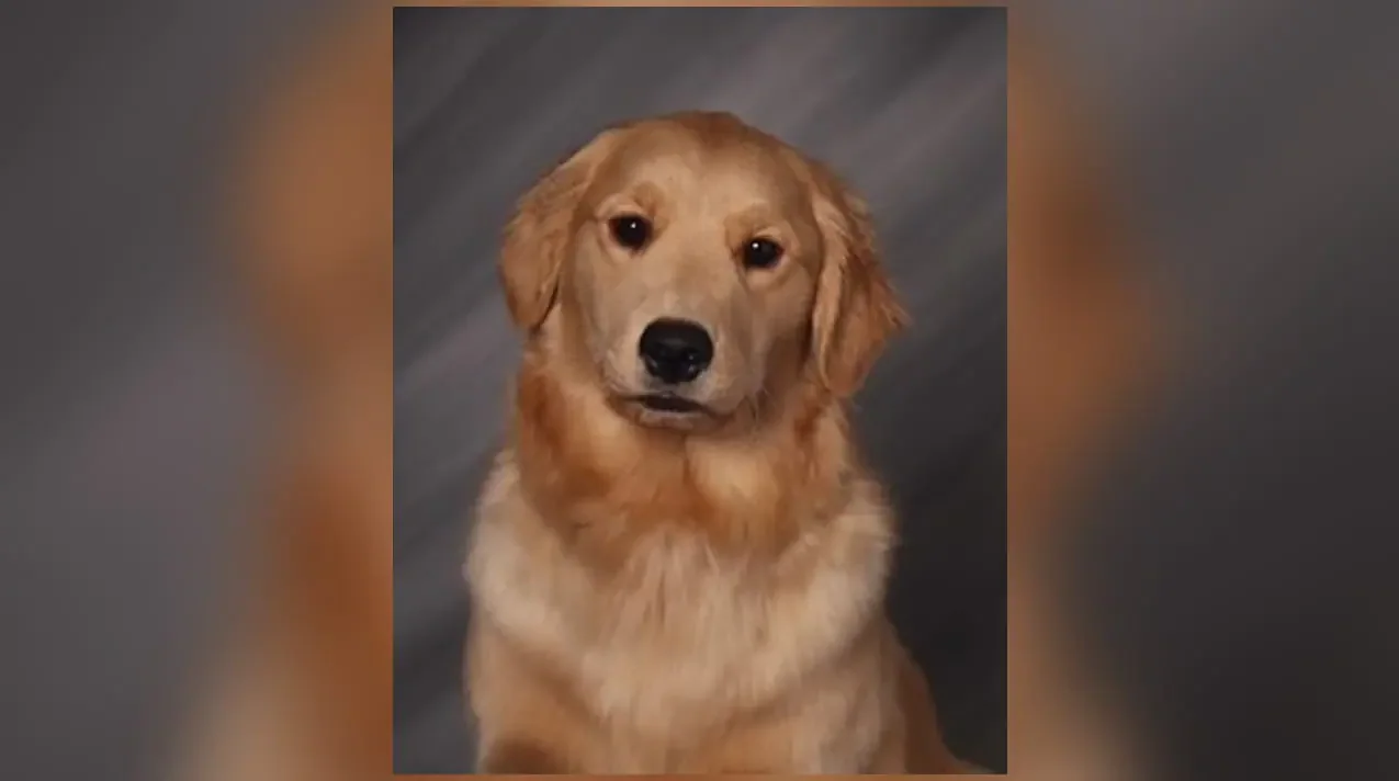 IMPD K9 Ofc. Grace Luna, the department's new therapy dog who will be sworn in on Nov. 25, 2024. She will work in the Victims Assistance Unit and engage with people who've undergone severe traumas and provide comfort through her presence. (Provided Photo/Indianapolis Metropolitan Police Department)