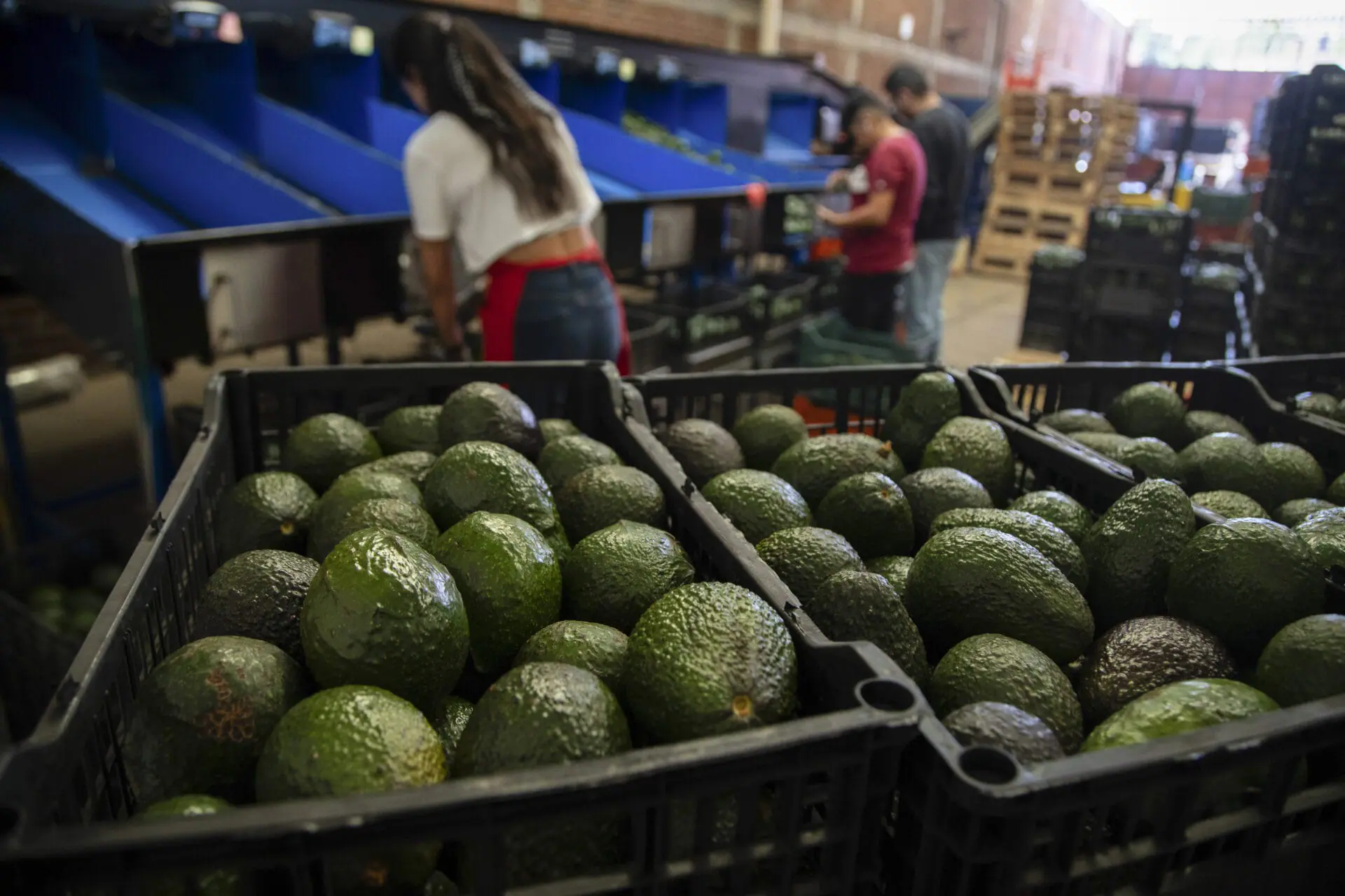 Avocados are stored in crates at a packing plant in Uruapan, Michoacan state, Mexico on Feb. 9, 2024. (AP Photo/Armando Solis, File)