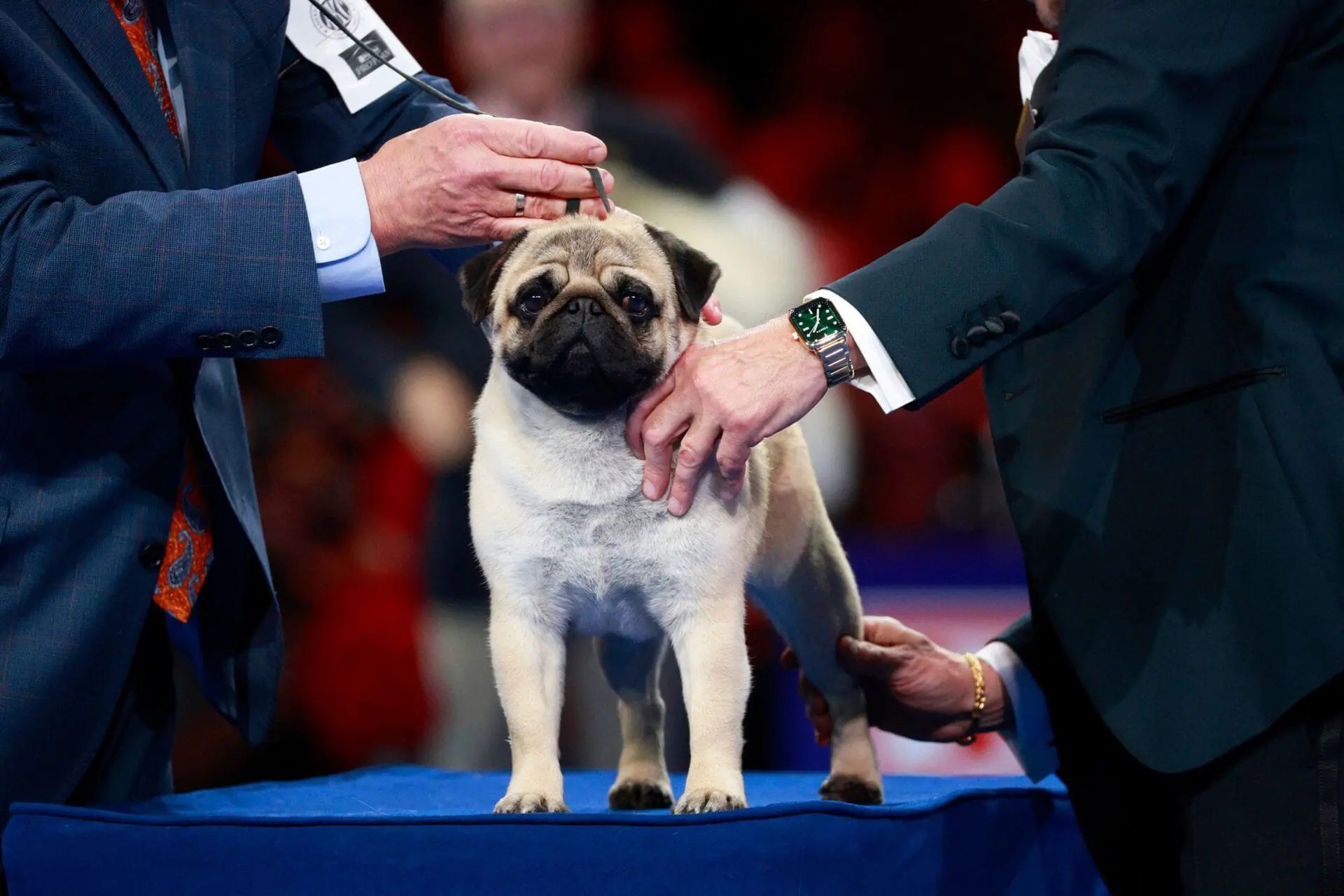 The 2.5-year-old pug bested 2,000 other dogs to take the top title. (Provided Photo/Bill McCay/NBC/Getty Images via CNN Newsource)