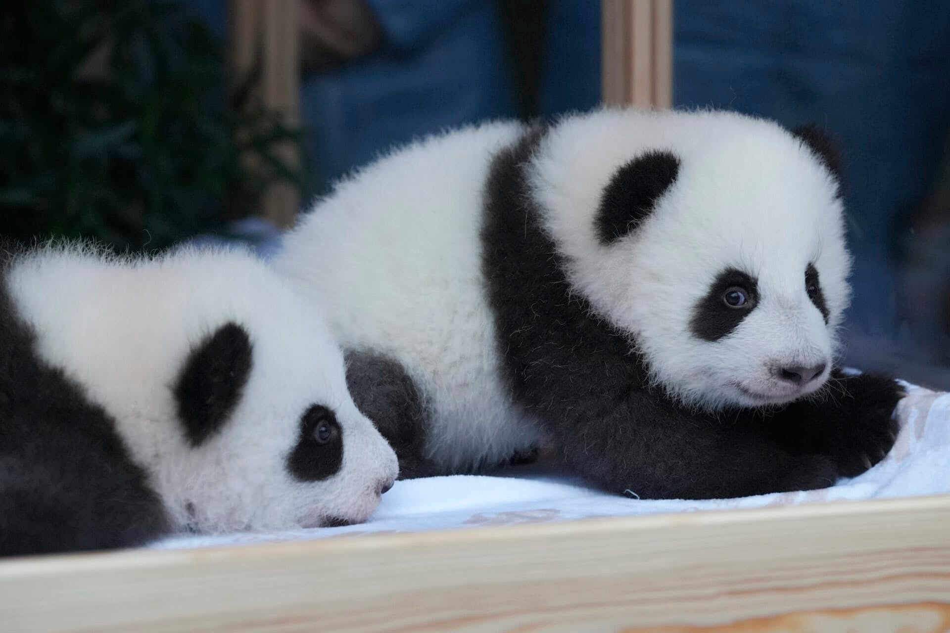 German zoo reveals names of baby panda twins