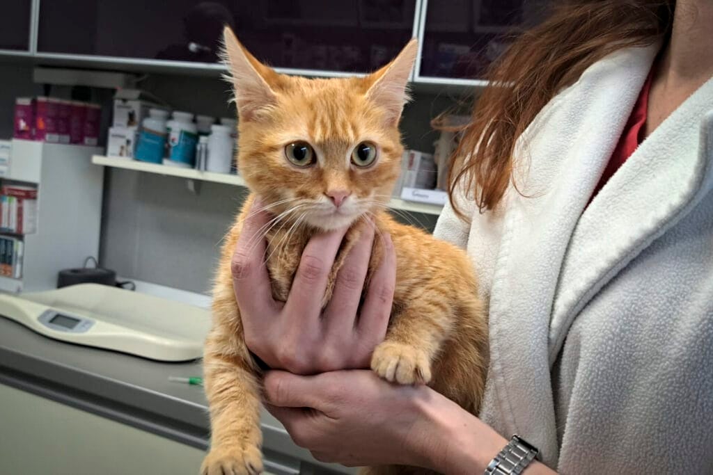 In this image provided by Salvamont Maramures, a Romanian mountain rescue service, Peach the cat is held at the Animal Med vet clinic after being rescued along with its owner, 28 year-old Vladislav Duda from Ukraine, three days ago from a deep mountain ravine in Baia Mare, Romania, Monday, Dec. 9, 2024. (Salvamont Maramures via AP)