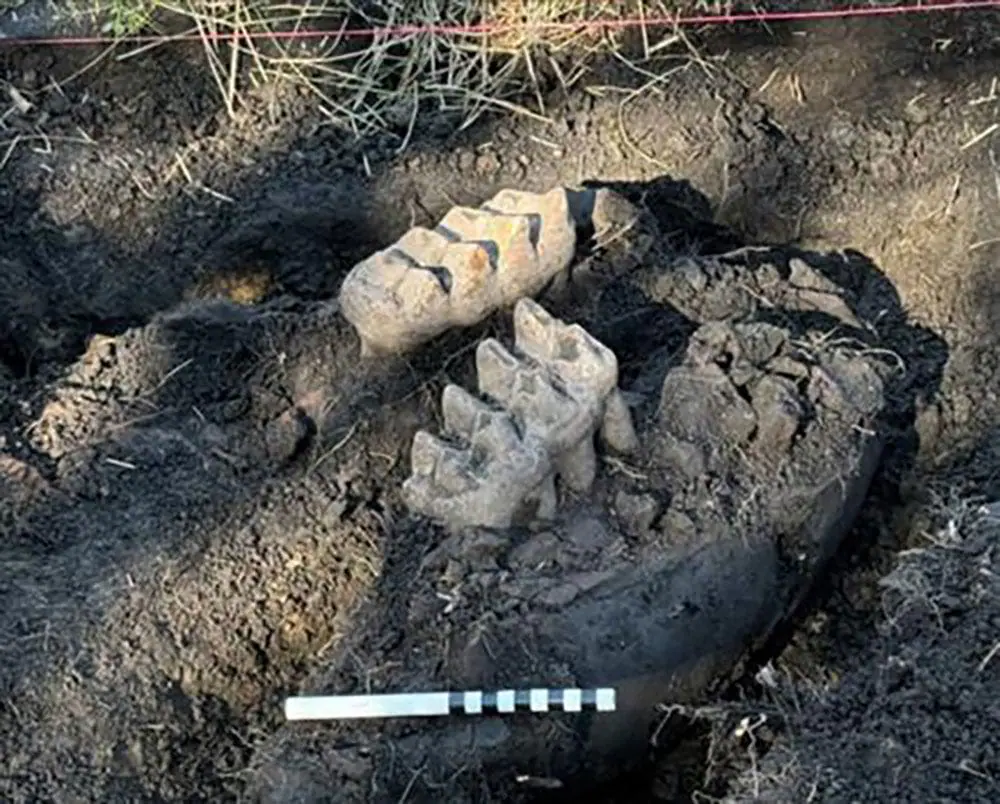 A complete mastodon jaw was unearthed in the backyard of a residential home near Scotchtown, New York, according to the New York State Museum. (Provided Photo/New York State Museum via CNN Newsource)