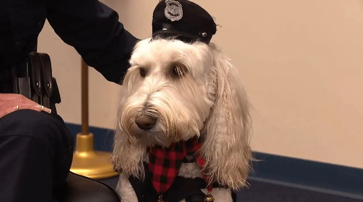 Officer Kora, therapy dog for the Asheville Police Department, is the 2024 winner of the First Responder Paws Therapy Dog Award. (Provided Photo/WLOS via CNN)