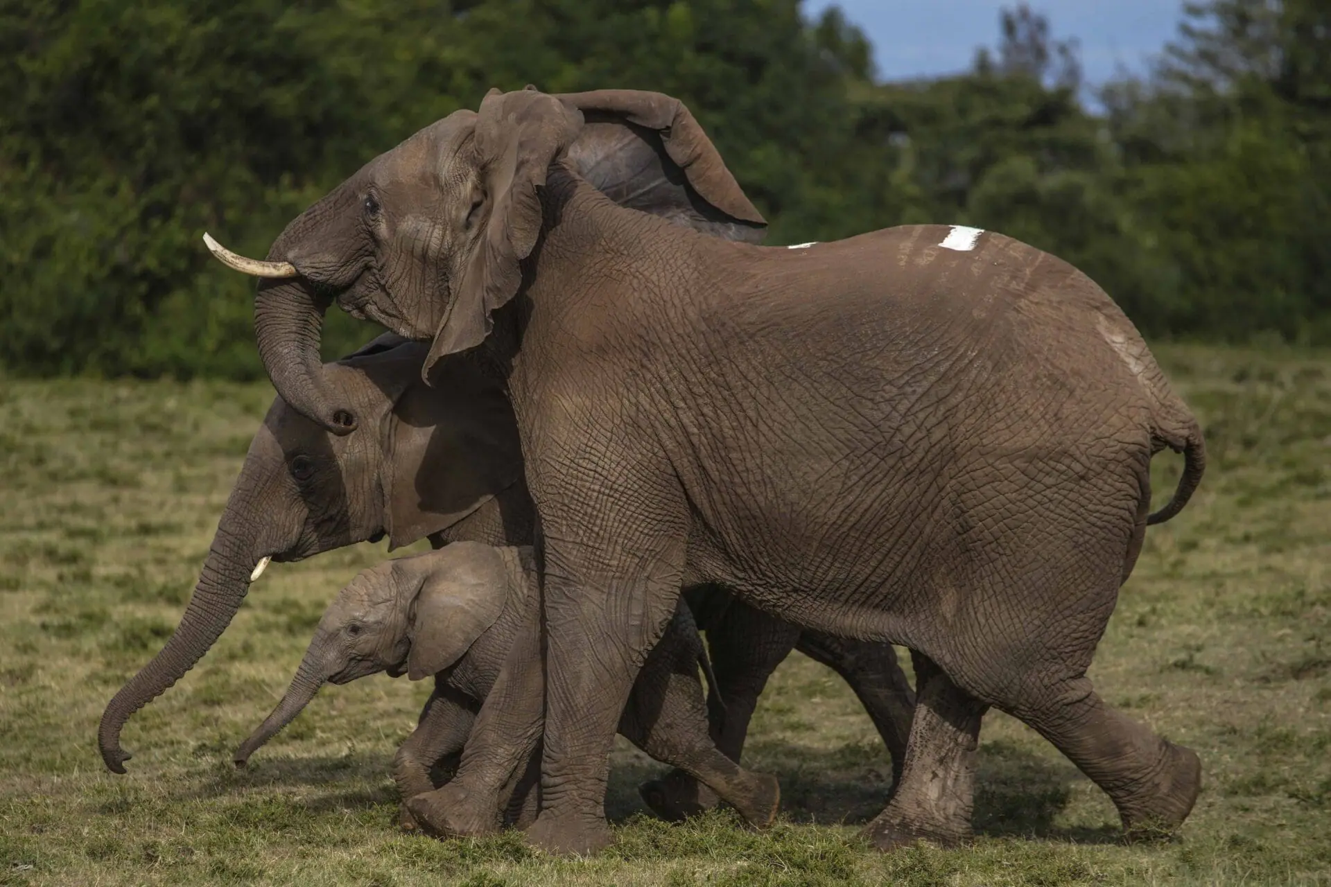 Kenya Wildlife Service rangers and capture team release five elephants at Aberdare National Park, located in central Kenya Monday, Oct. 14, 2024. (AP Photo/Brian Inganga)