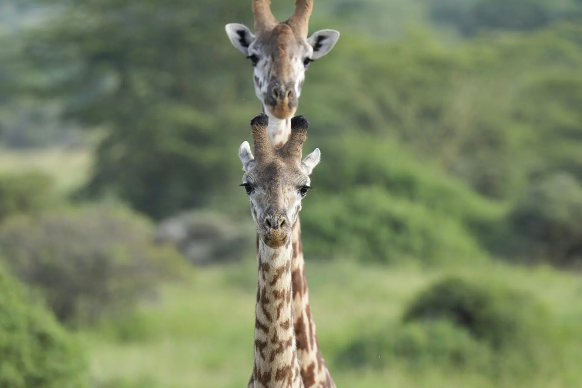 Two giraffes roam around Nairobi National Park, on the outskirts of Nairobi, on Wednesday, Jan. 31, 2024 in Nairobi, Kenya. (AP Photo/Brian Inganga)