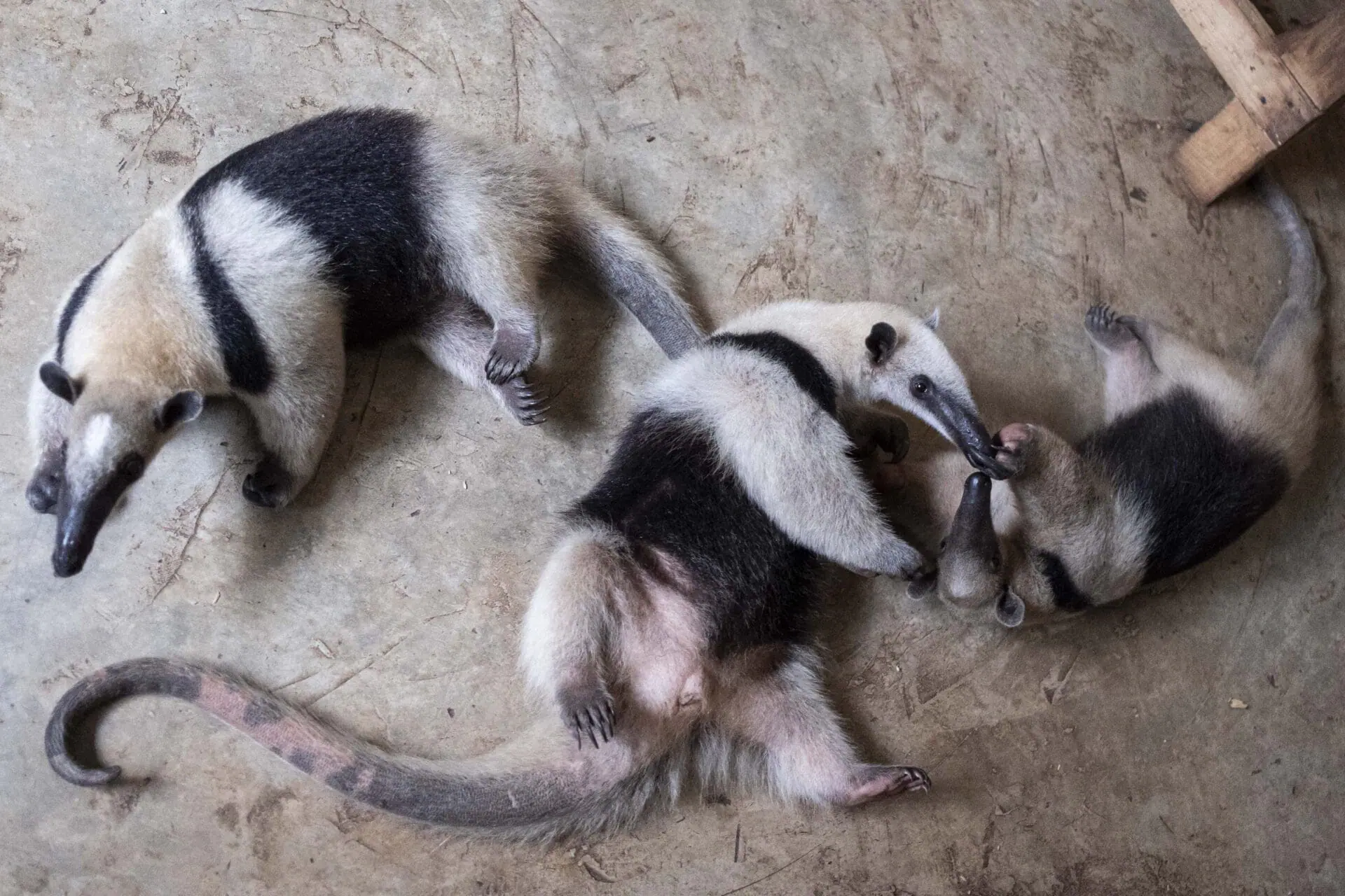 Anteaters play on the grounds of the non-profit wildlife park Selva Teneek where animals are being treated for heat stress amid a continuing heat wave and drought, in Ciudad Valles, Mexico, June 8, 2024. (AP Photo/Mauricio Palos)