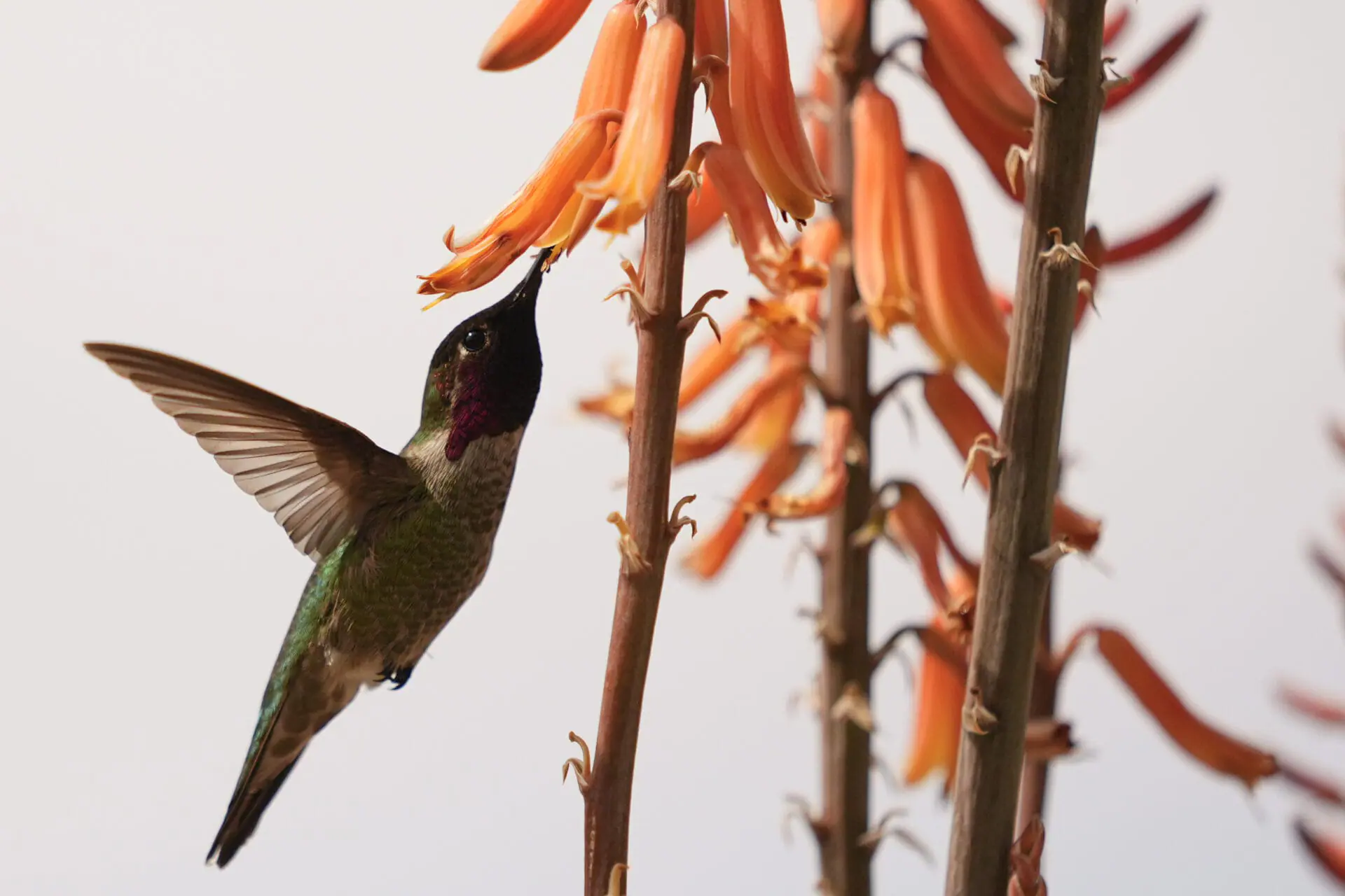 A hummingbird approaches a flower in the outfield lawn during a spring training baseball game between the Kansas City Royals and the Texas Rangers, Saturday, Feb. 24, 2024, in Surprise, Ariz. (AP Photo/Lindsey Wasson)