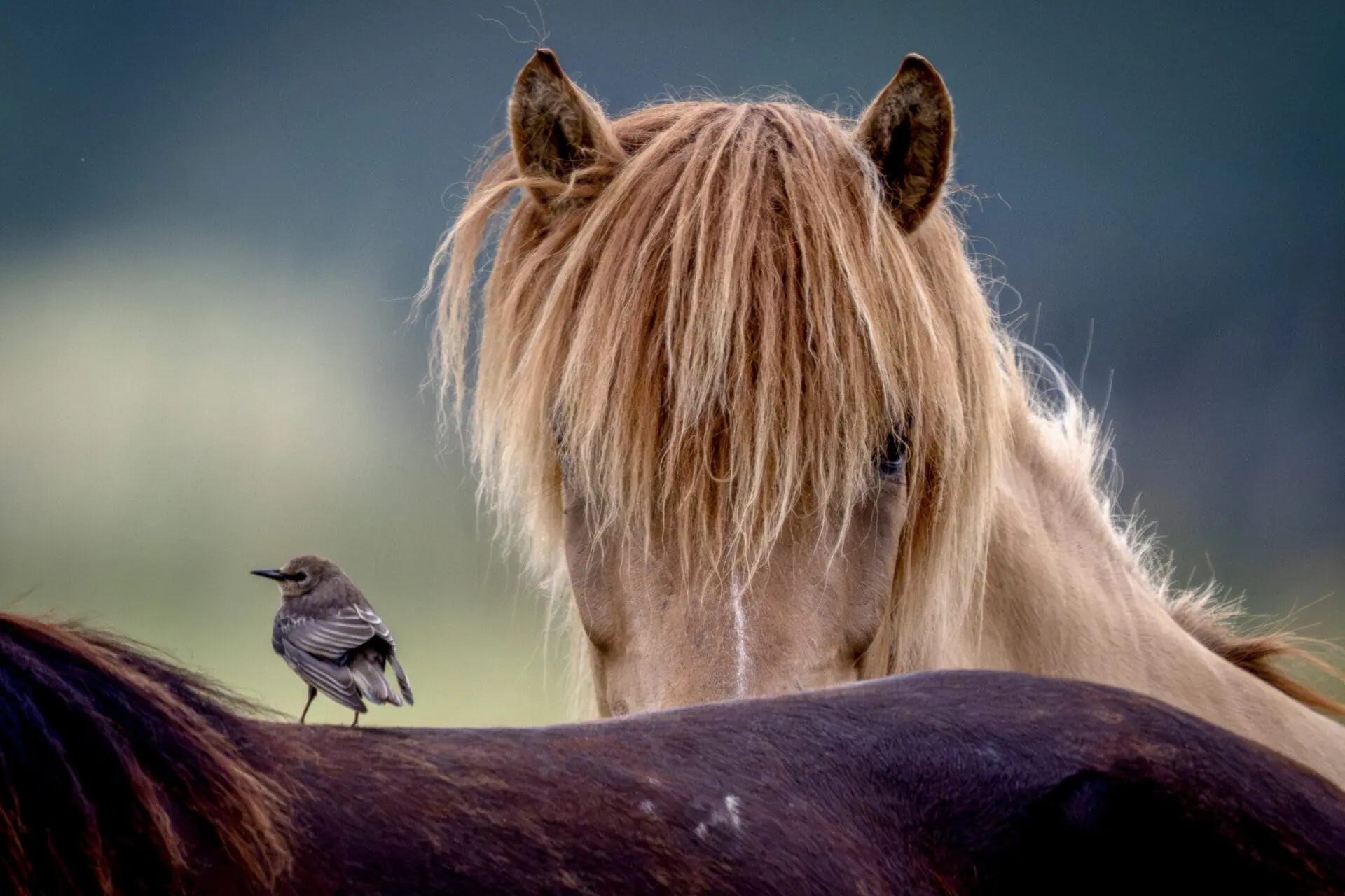 A starling sits on the back of a horse as another looks on at a stud farm in Wehrheim near Frankfurt, Germany, Wednesday, July 3, 2024. (AP Photo/Michael Probst)