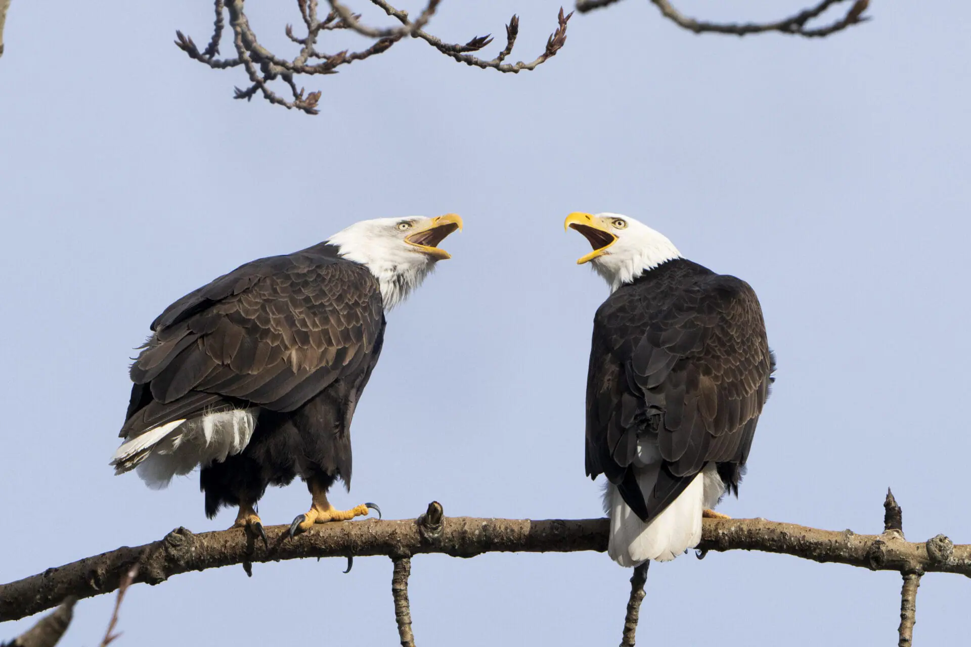 A pair of bald eagles call out while resting on a tree next to Union Bay, Tuesday, Jan. 16, 2024, in Seattle. (AP Photo/Lindsey Wasson)