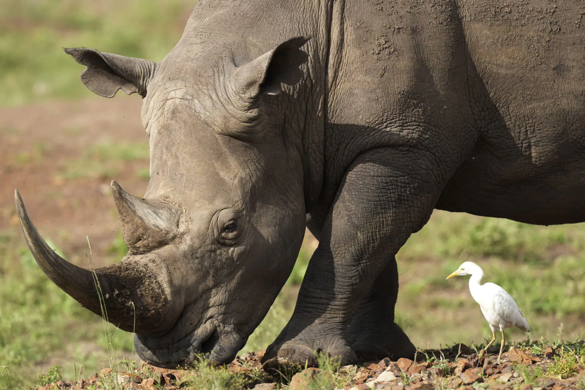 A black rhino, on the Red List of Threatened Species according to IUCN (International Union for Conservation of Nature), eats grass at Nairobi National Park, on the outskirts of Nairobi, on Wednesday, Jan. 31, 2024 in Nairobi, Kenya. (AP Photo/Brian Inganga)