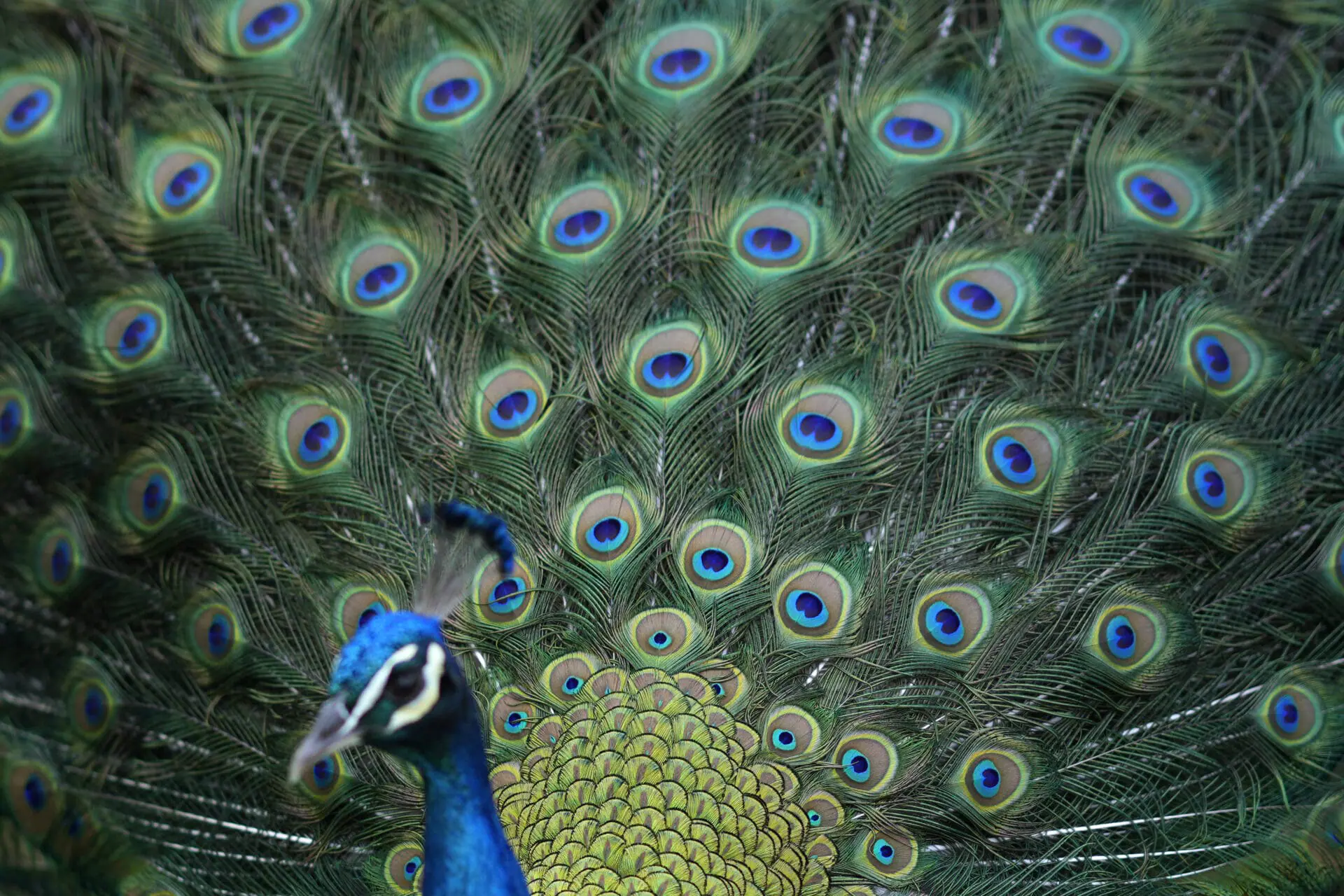 A peacock displays its tail feathers to hens during their mating ritual on the gardens of the Pimenta Palace Municipal Museum in Lisbon, Friday, April 5, 2024. (AP Photo/Armando Franca)