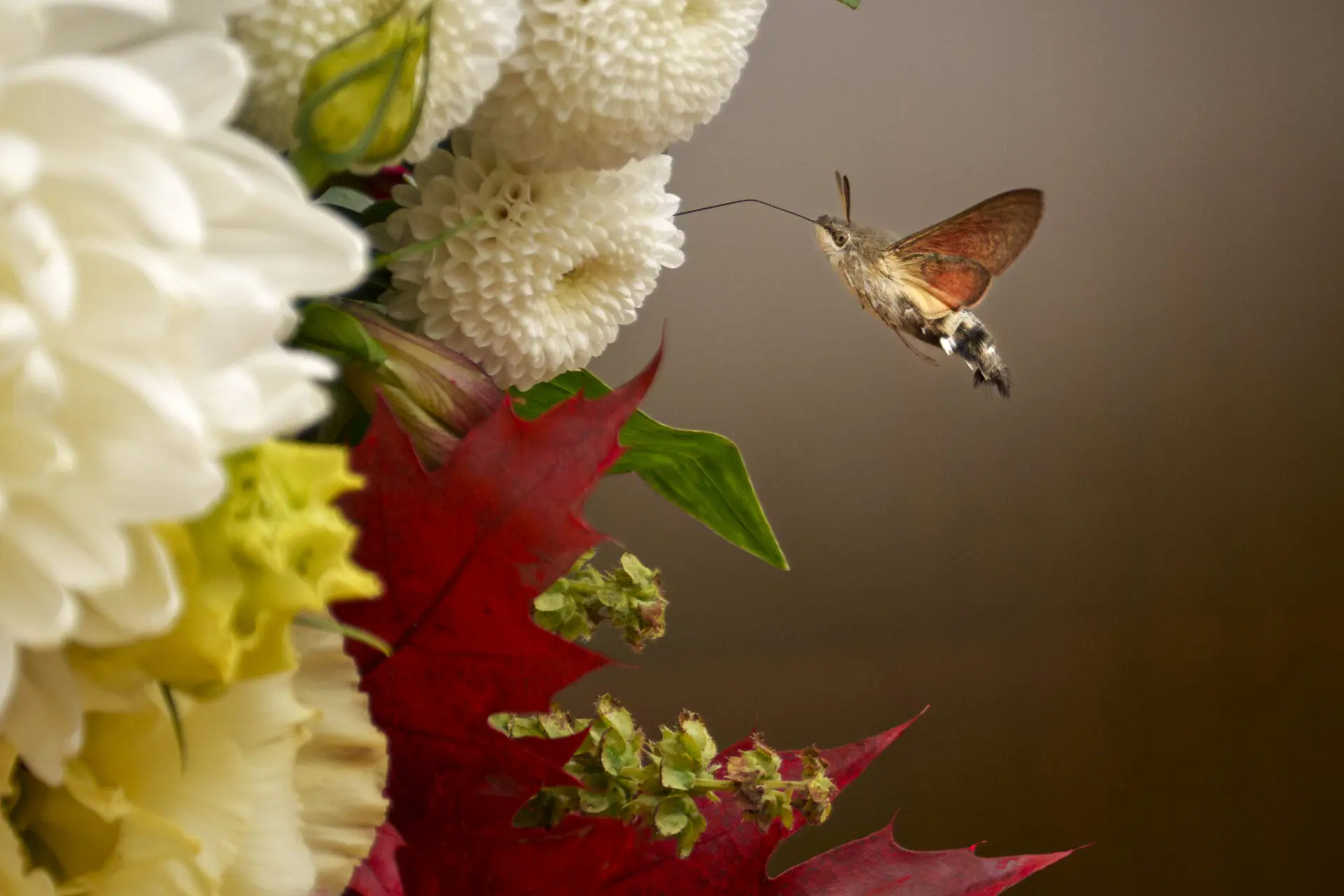 An insect hovers near flowers decorating the area around the holy remains of Saint Dimitrie Bassarabov, the patron saint of the Romanian capital, at the end of a religious procession in Bucharest, Romania, Thursday, Oct. 24, 2024. (AP Photo/Andreea Alexandru)