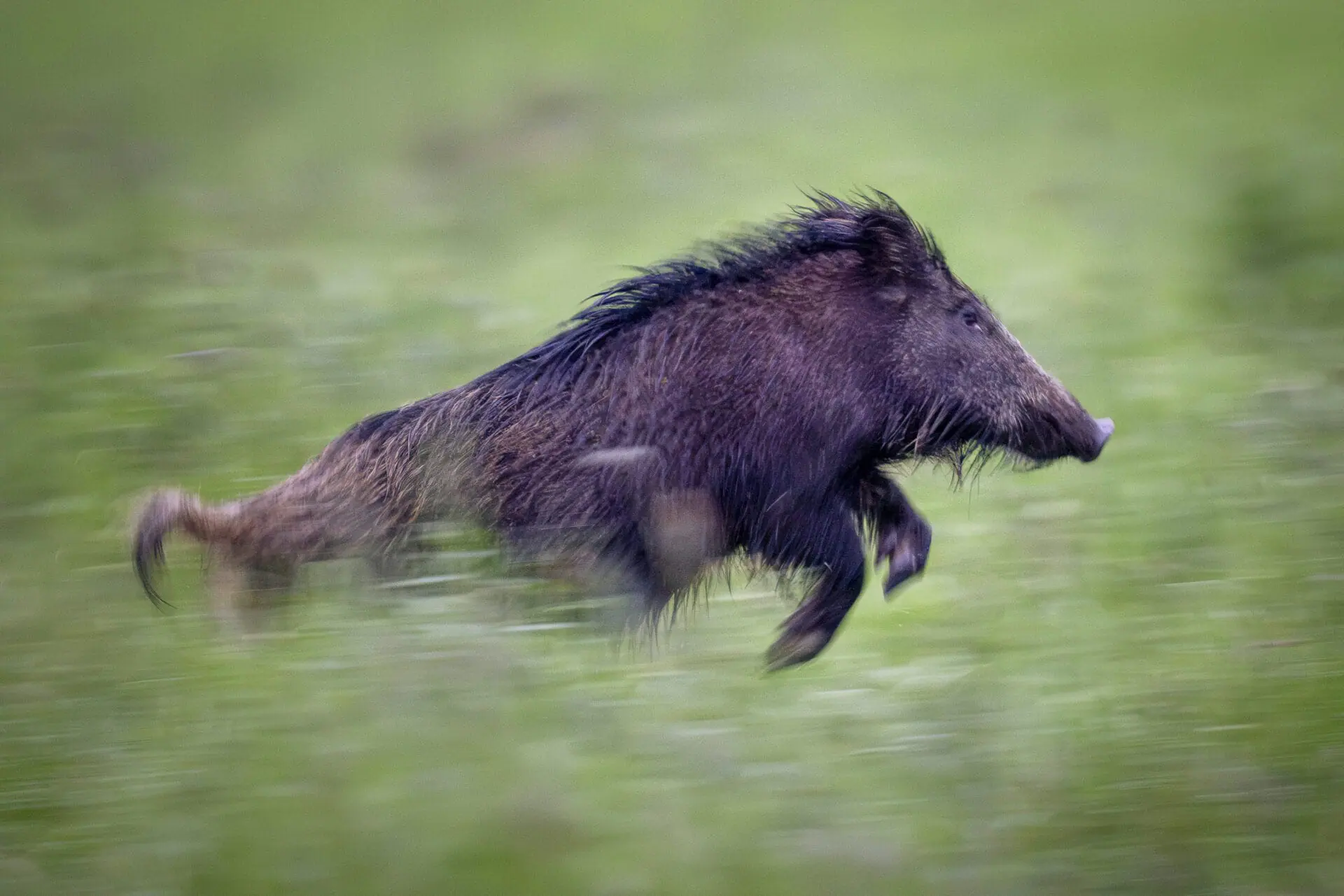 A wild boar runs through the deep grass in Wehrheim near Frankfurt, Germany, early Tuesday, May 7, 2024. (AP Photo/Michael Probst)