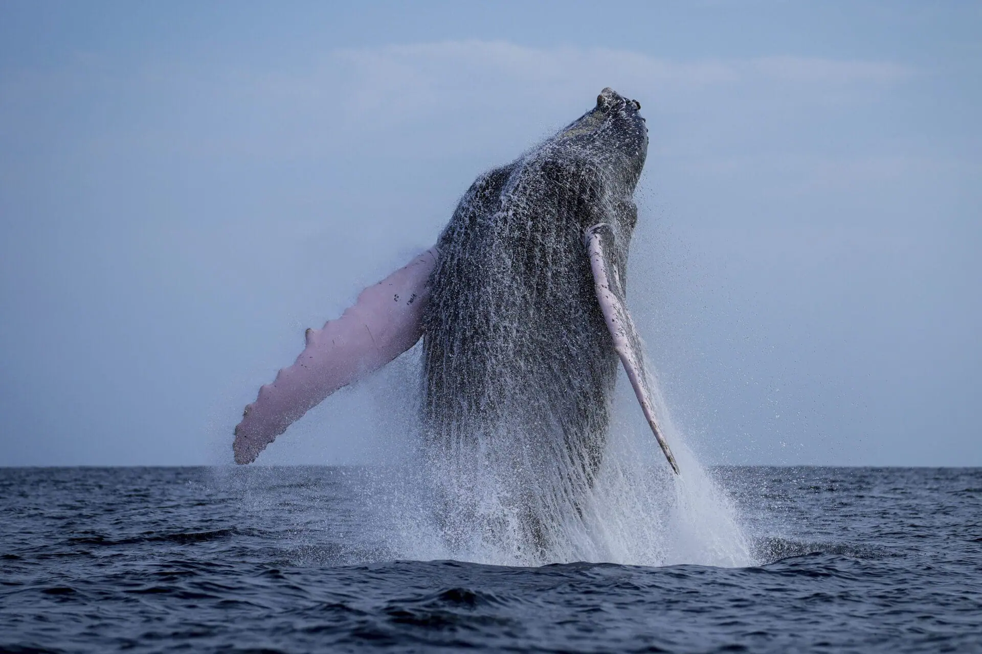 A humpback whale breaches off near Iguana Island, Panama, Sunday, July 14, 2024. (AP Photo/Matias Delacroix)