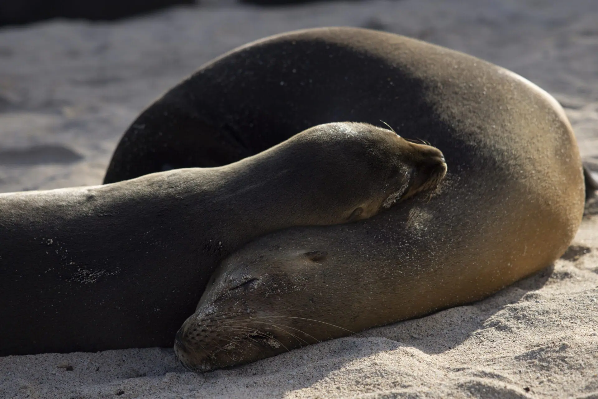 A colony of sea lions rest at Playa Mann on San Cristobal Island, Ecuador in the Galapagos on Sunday, June 16, 2024. (AP Photo/Alie Skowronski)