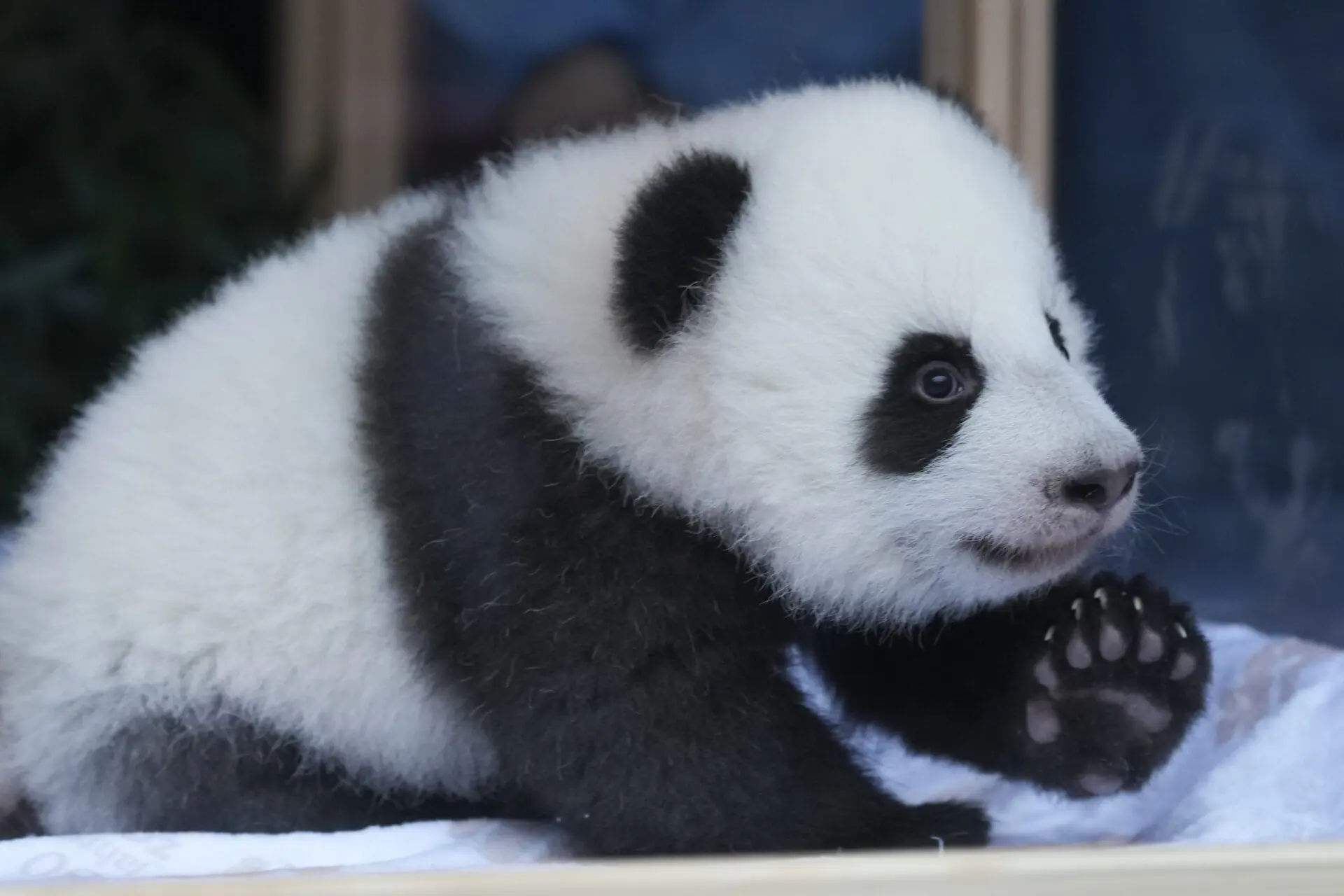 One of the newly-born twin panda bear cubs, named Meng Hao and Meng Tian or Leni and Lotti, looks out of the enclosure, during the official presentation of their names, at the Zoo in Berlin, Germany, Friday, Dec. 6, 2024. (AP Photo/Markus Schreiber)