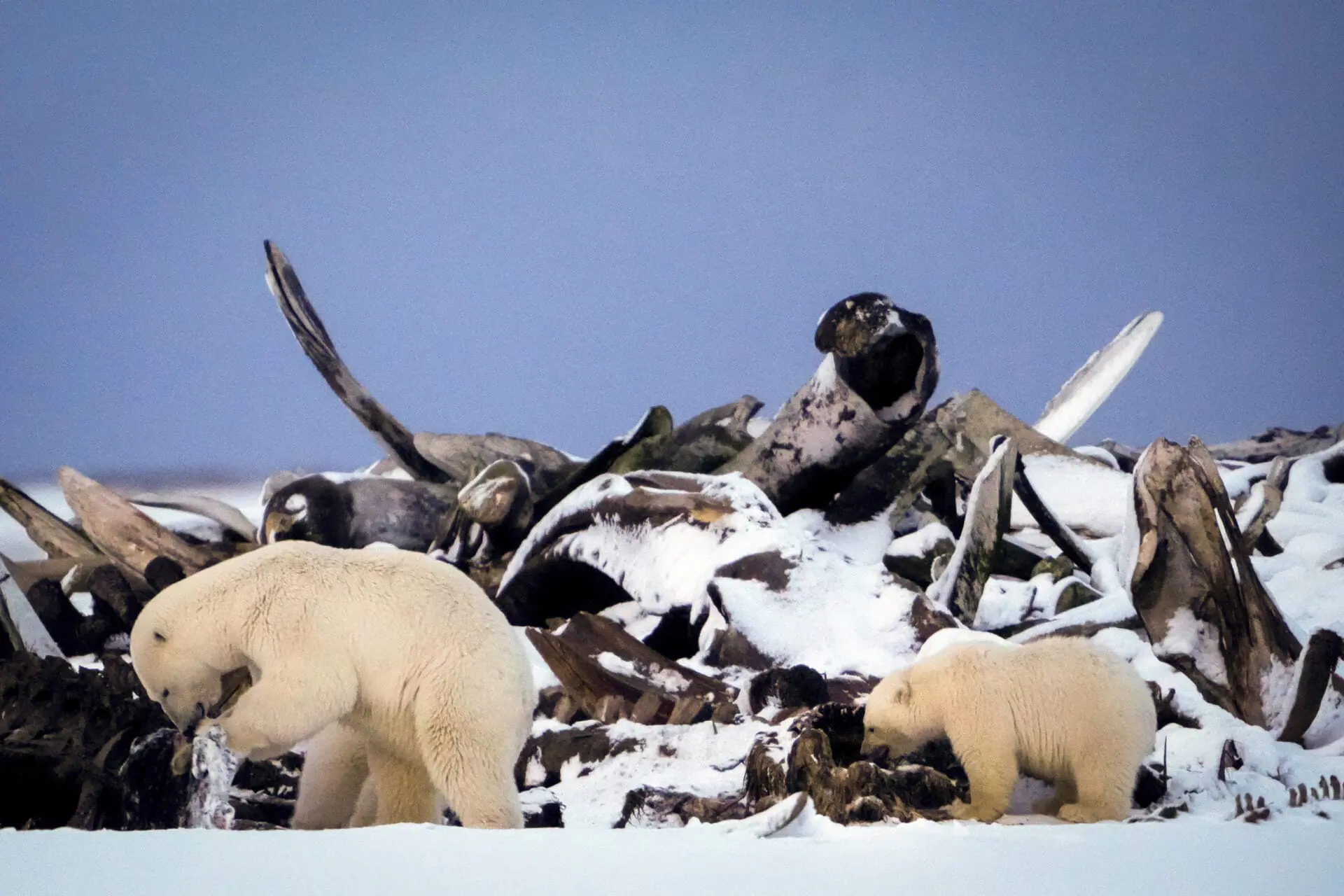 A polar bear and a cub search for scraps in a large pile of bowhead whale bones left from the village's subsistence hunting at the end of an unused airstrip near the village of Kaktovik, Alaska, on Oct. 15, 2024. (AP Photo/Lindsey Wasson)