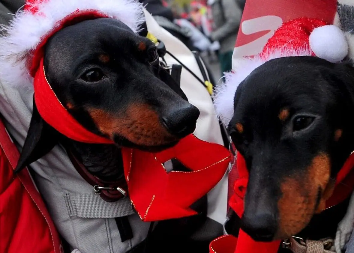 Two dogs wearing Santa Claus hats are carried by people taking part in a Santa Claus themed race in downtown Milan on December 16, 2012. (Photo credit should read TIZIANA FABI/AFP via Getty Images)